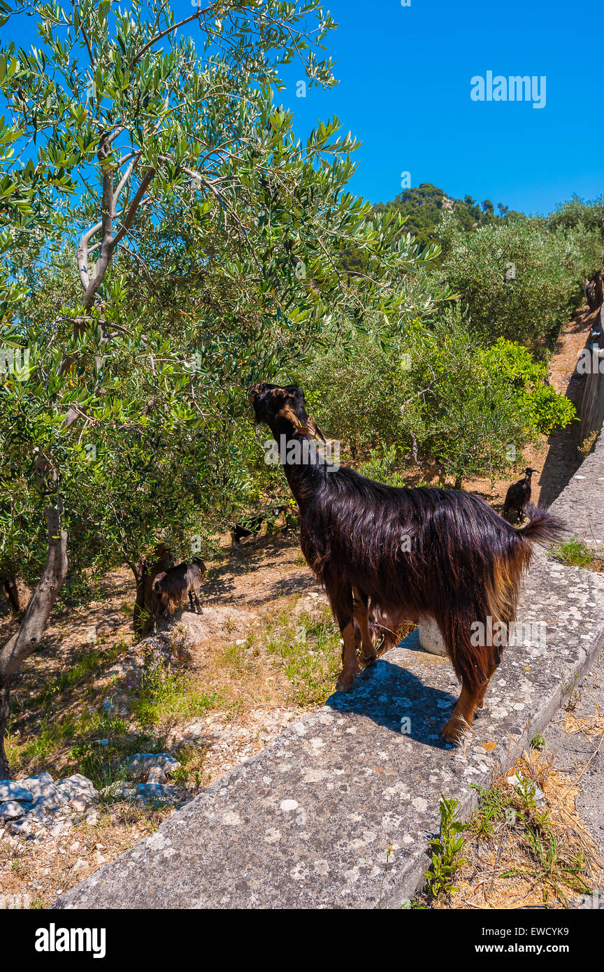 Apulien Gargano Nationalpark Ziegenherde Stockfoto