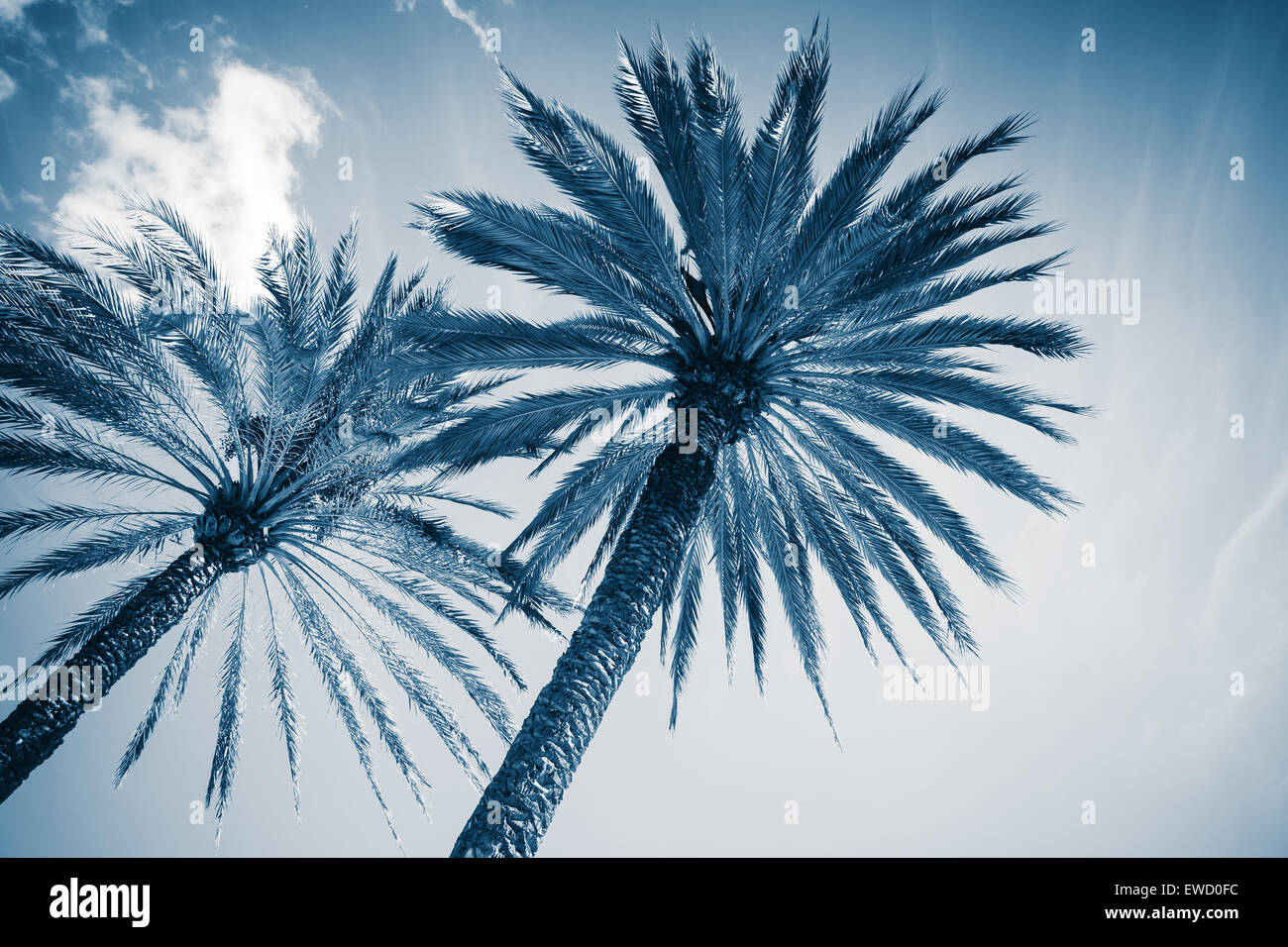 Zwei Palmen über bewölktem Himmelshintergrund. Foto mit blau getönten Filterwirkung Stockfoto