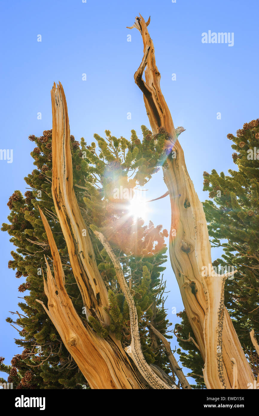 Bristlecone Pine Forest in den White Mountains, östlichen Kalifornien, USA. Die ältesten lebenden Bäume der Welt. Stockfoto