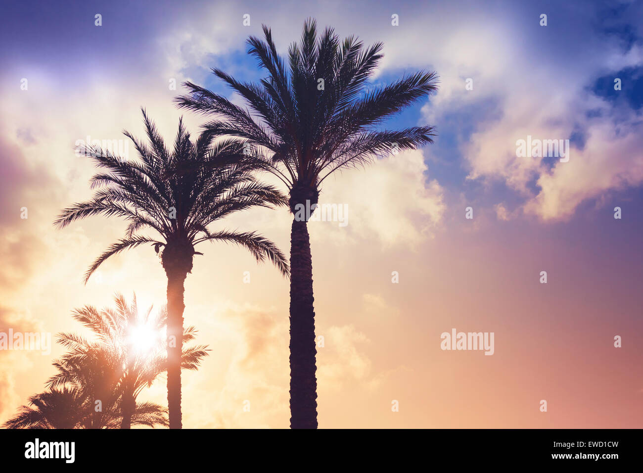Palmen und strahlende Sonne über bewölktem Himmelshintergrund. Vintage-Stil. Foto mit bunten getönten Filterwirkung Stockfoto