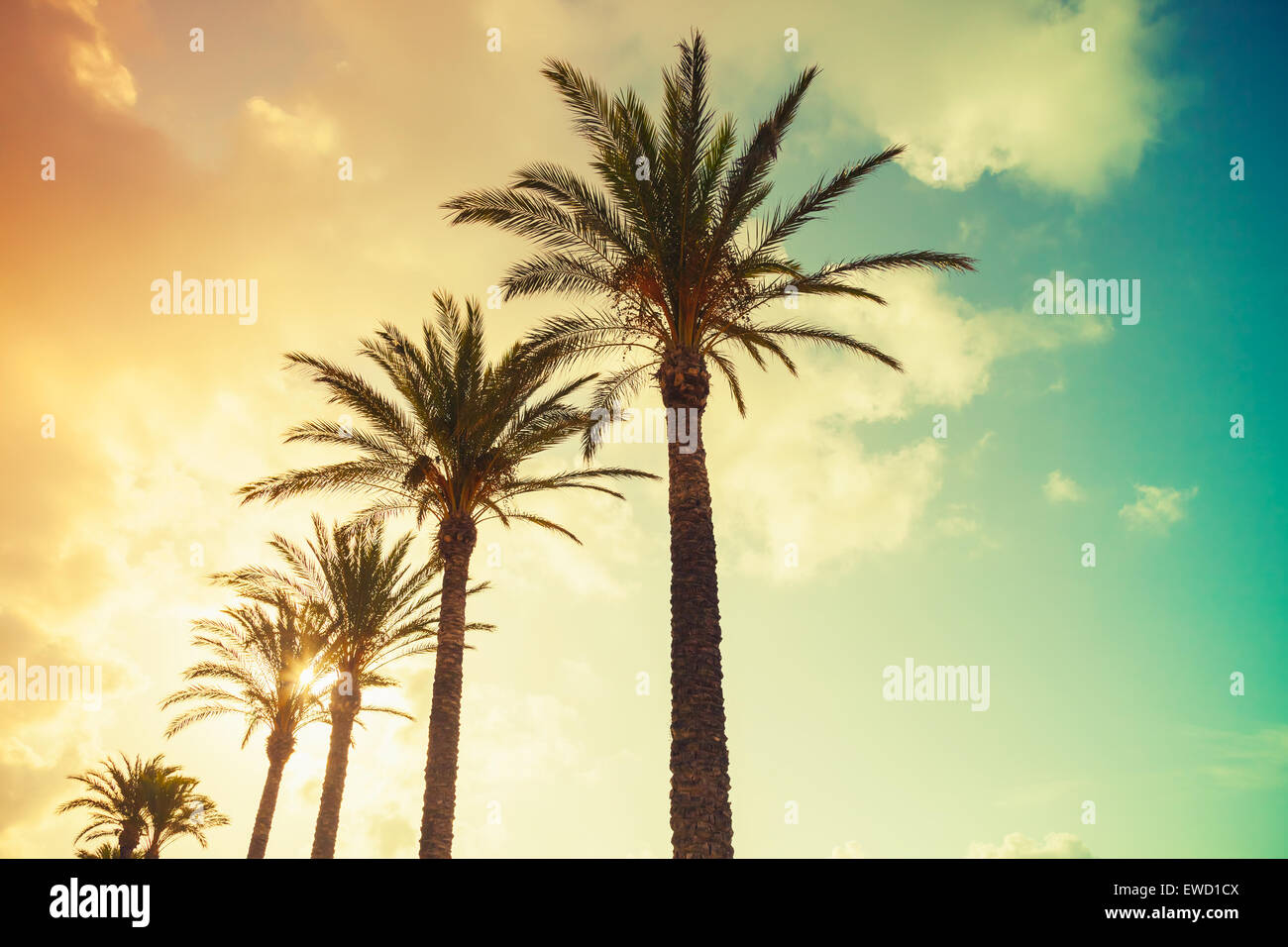 Palmen und strahlende Sonne über bewölktem Himmelshintergrund. Vintage-Stil. Foto mit bunten getönten gradient Instagram-Filter-Effekt Stockfoto