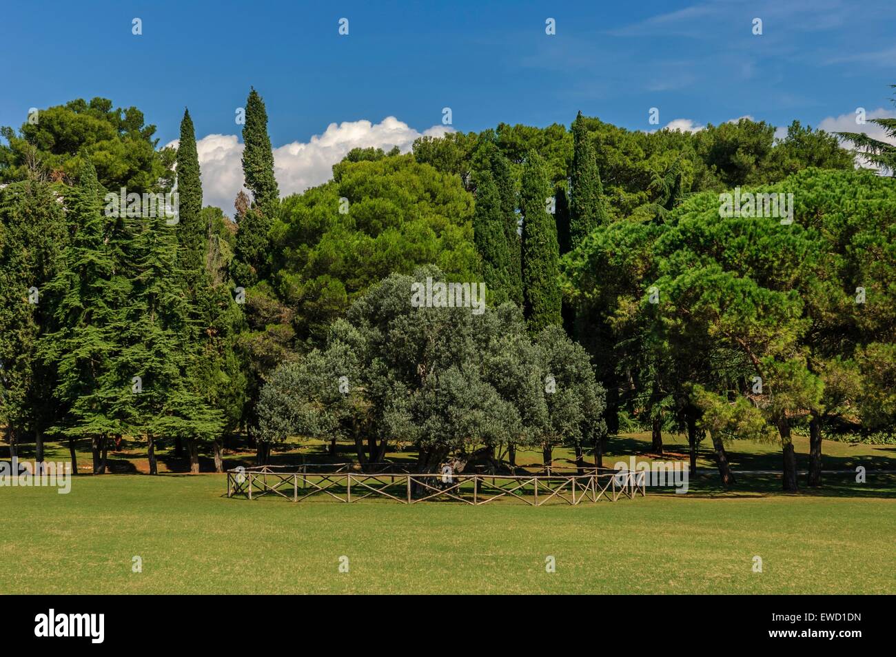 1700 Jahre alten Olive Tree. Veli Brijun. Die Brijuni-Inseln. Istrien. Kroatien Stockfoto