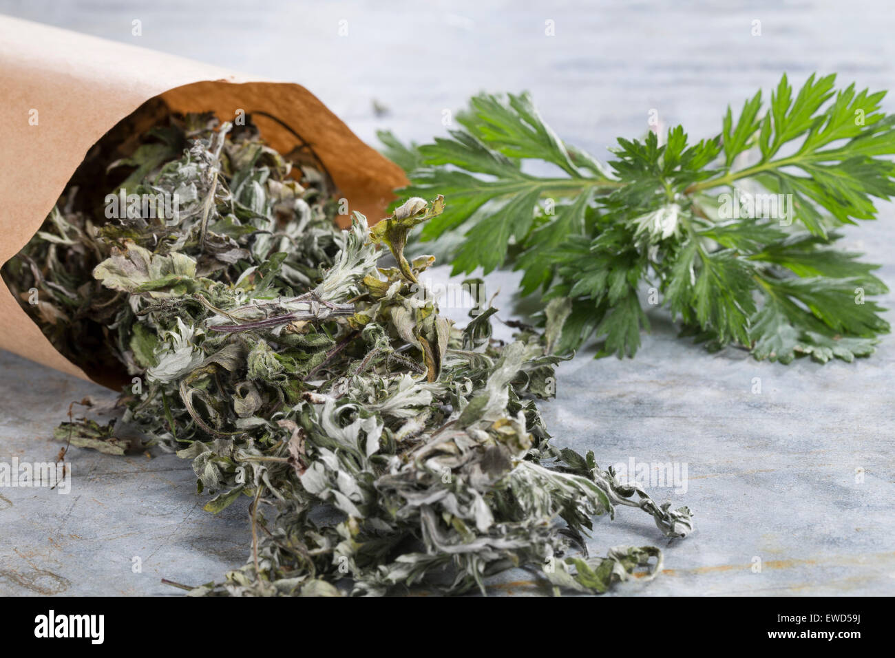 Beifuß, gemeinsame Wermut, Beifuss, Blatt, Blätter, Gewöhnlicher Beifuß, Ernte, Artemisia Vulgaris, L'Armoise Gemeinde, Artémise Stockfoto