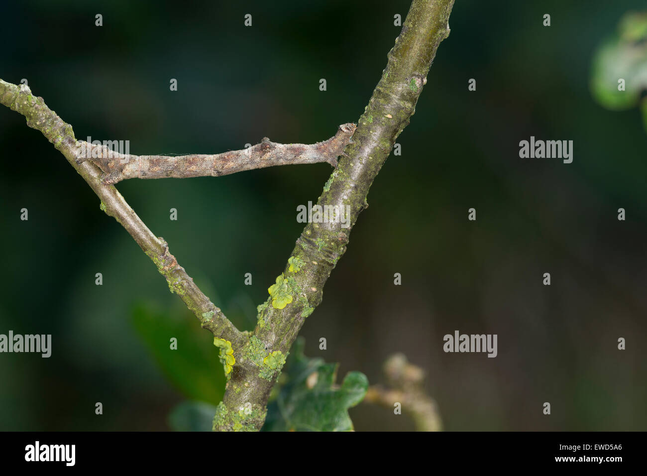 Blass, Eiche Schönheit, Raupe, Mimesis, Aschgrauer Baumspanner, Rindenspanner, Raupe, Mimese, Tarnung, Hypomecis Punctinalis Stockfoto