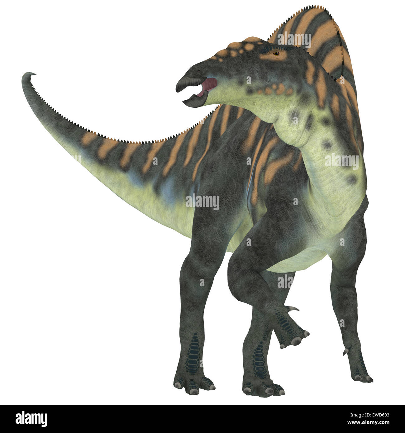 Ouranosaurus Fotos und Bildmaterial in hoher Auflösung Alamy