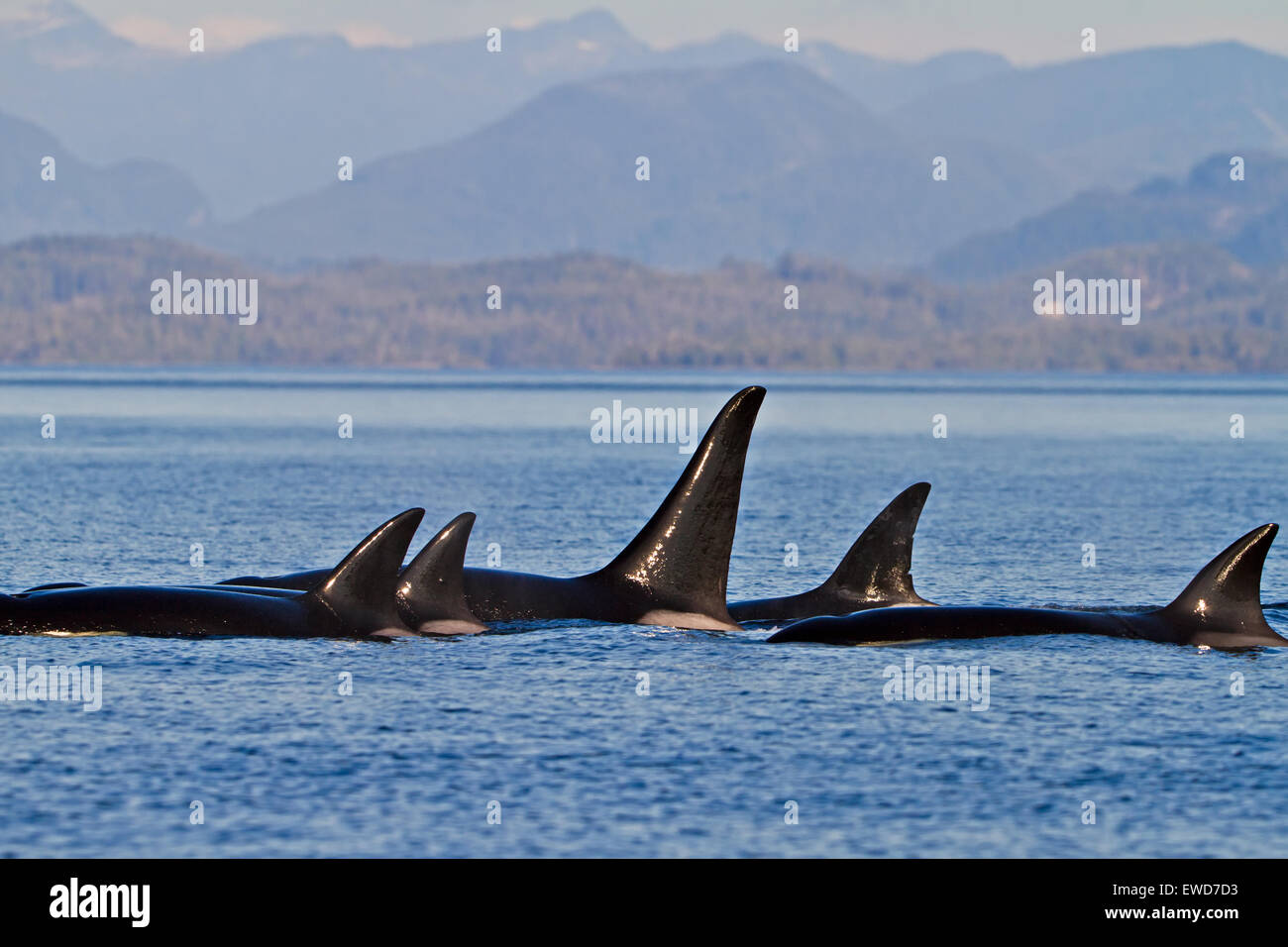 Transient Schwertwale (Orca, Orcinus Orca, T30 & T137) nach der Tötung ein Seelöwe von Malcolm Insel in der Nähe von Donegal Head, Brit Stockfoto