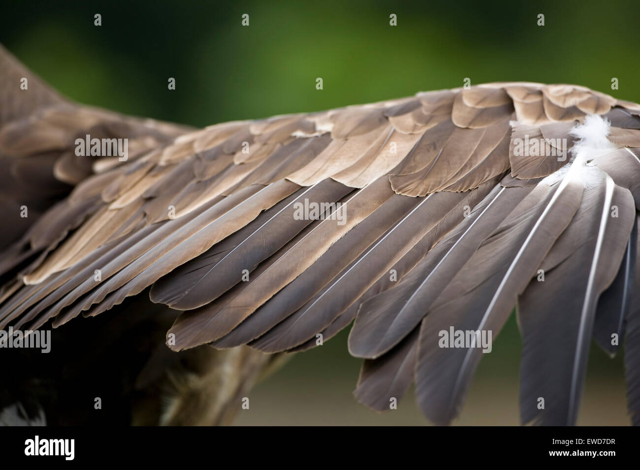Von einem weißen Flügelfedern tailed Seeadler Haliaeetus Horste in Großaufnahme auf einem längeren Flügel Stockfoto