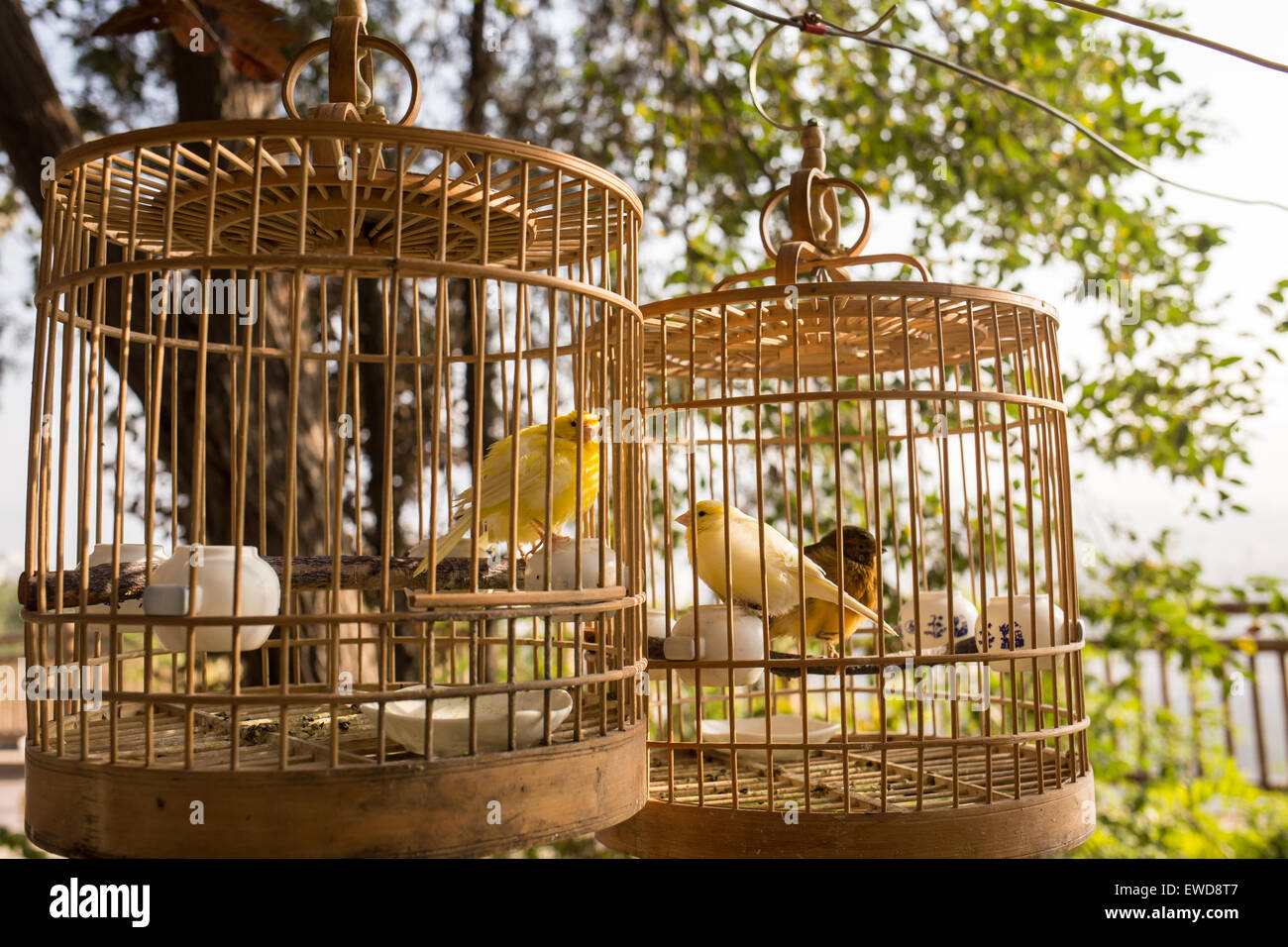 Gelbe Vögel in Käfigen Stockfoto