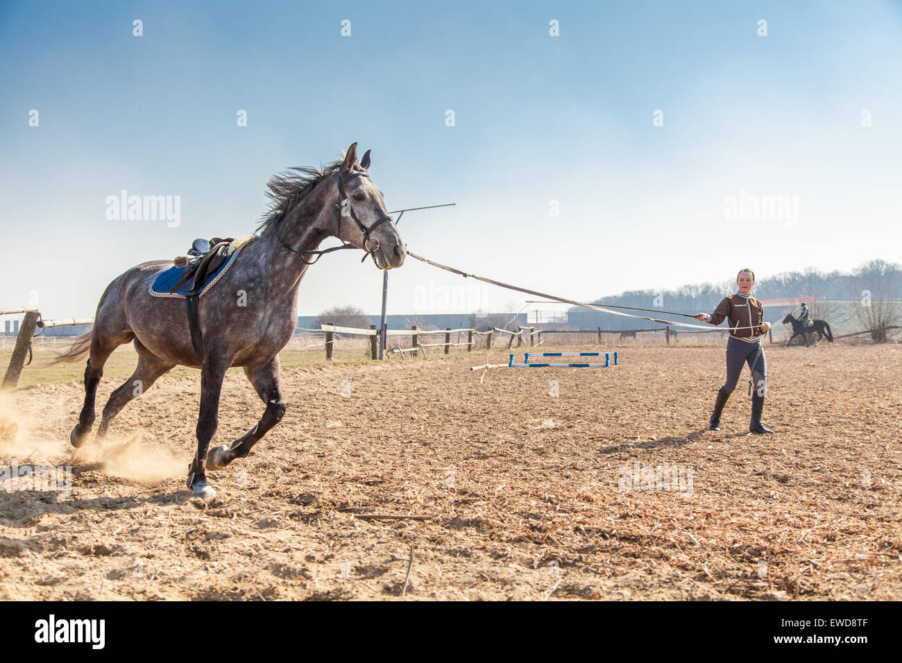 Junge Frau, die Ausbildung eines Pferdes Stockfoto