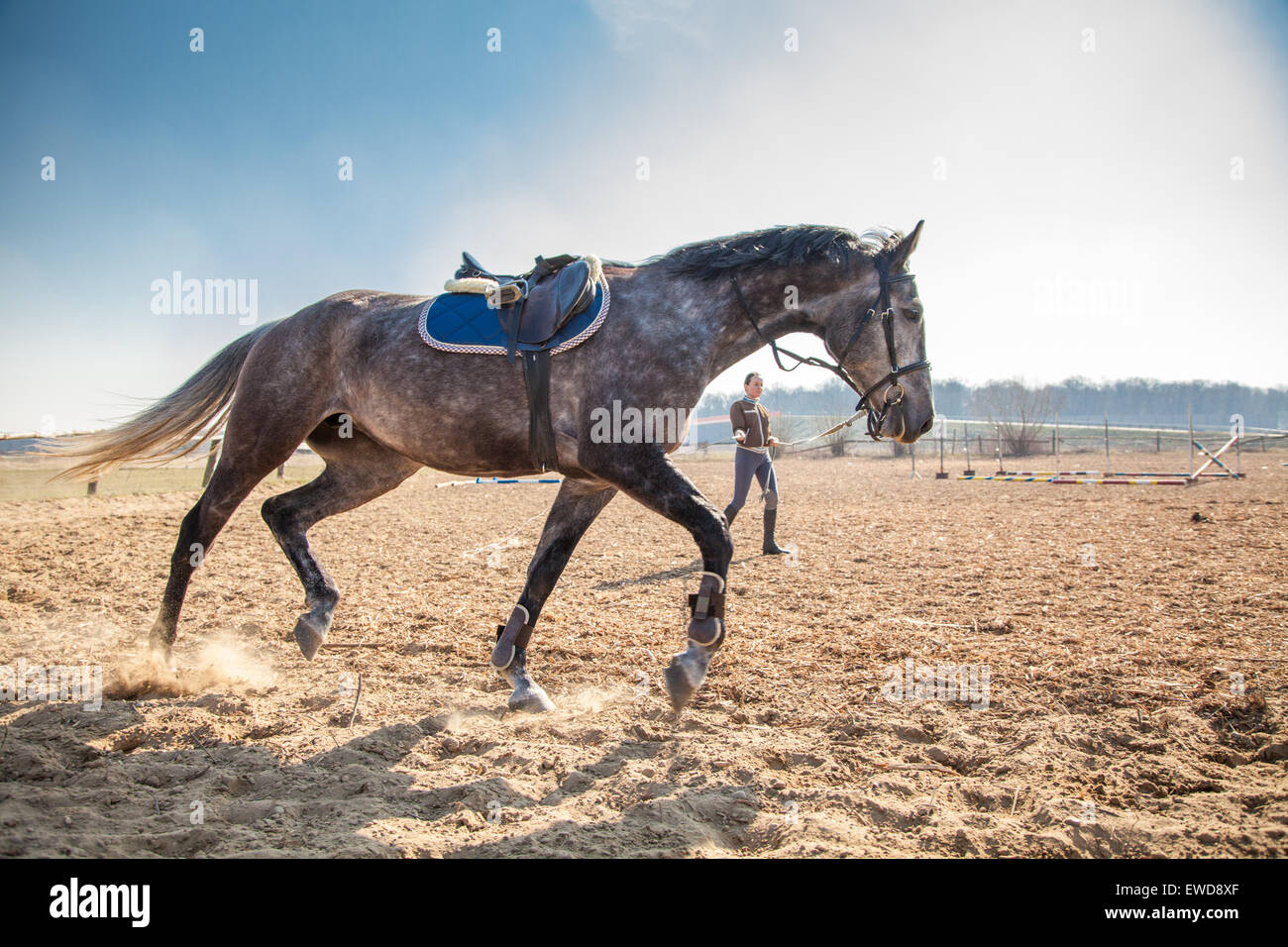 Junge Frau, die Ausbildung eines Pferdes Stockfoto