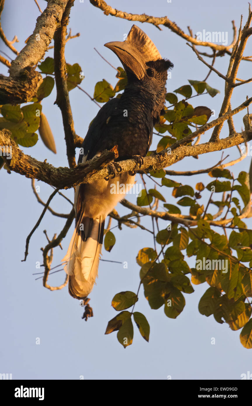 Ein Schwarz-weiß-casqued Hornbill (Bycanistes subcylindricus) in Uganda Stockfoto
