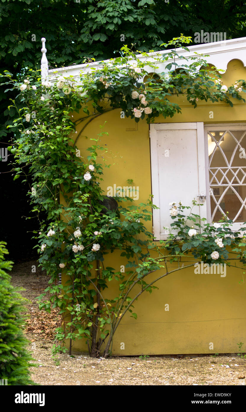 Englisch duftenden Rosen in Bath Somerset Stockfoto