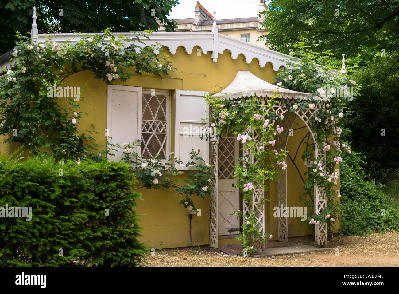 Englisch duftenden Rosen in Bath Somerset Stockfoto