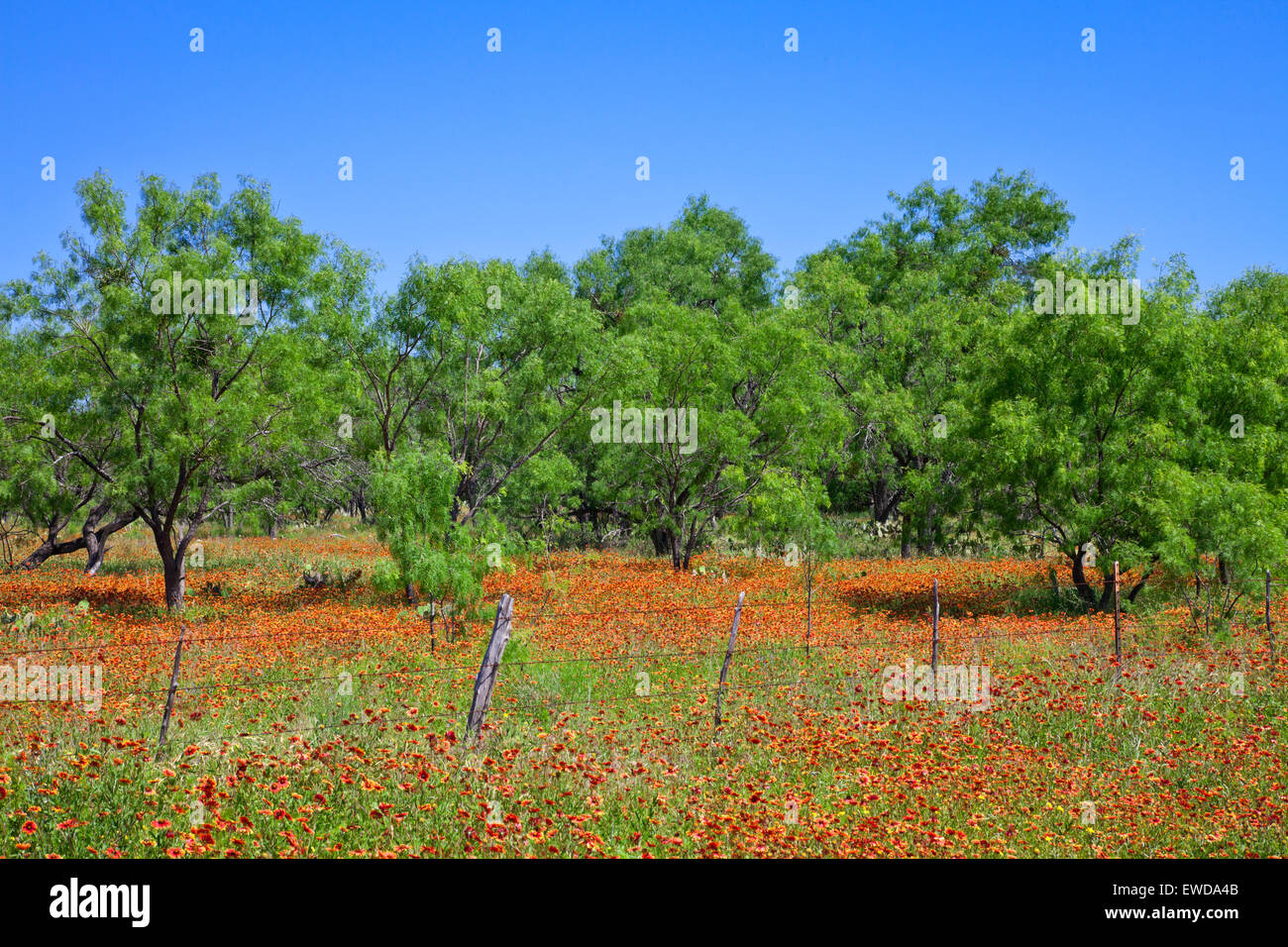 Bereich der Wildblumen, Marble Falls Bereich Zentral-Texas. Stockfoto