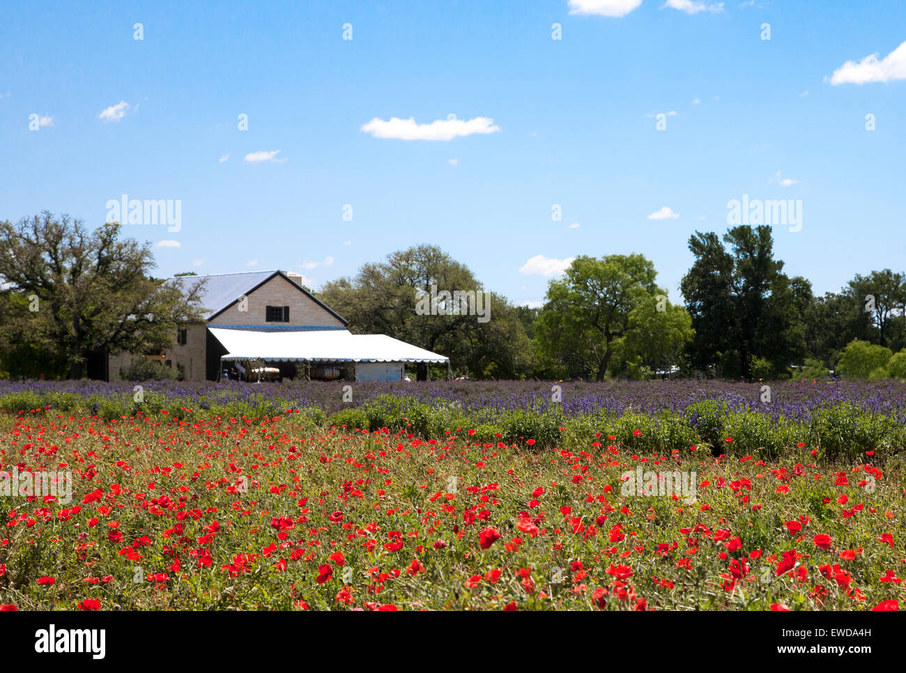 Mohn und Lavendel Felder, Stonewall, TX Stockfoto