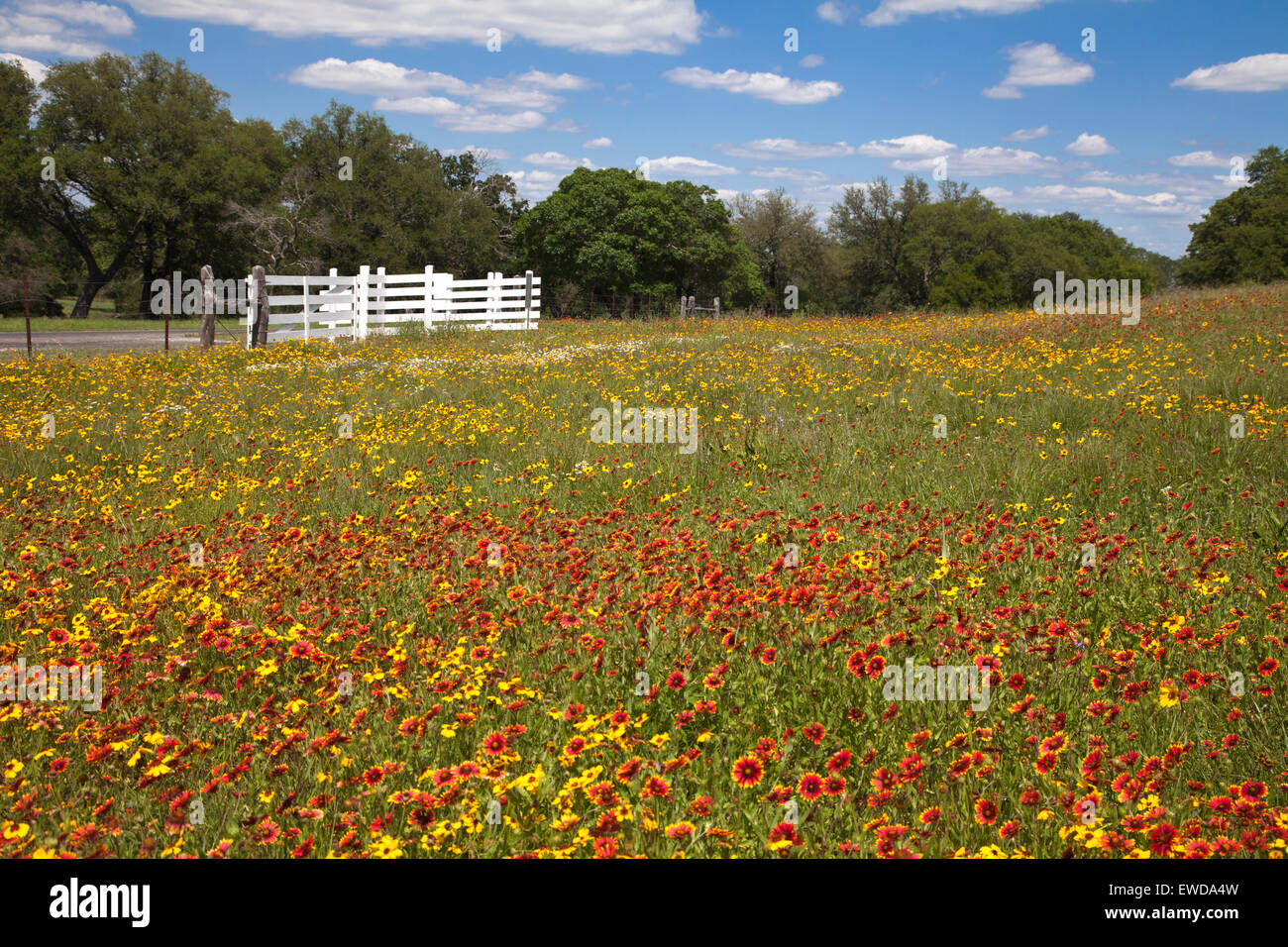 Wildblumenwiese, LBJ Ranch Geschichtspark, Stonewall, TX Stockfoto