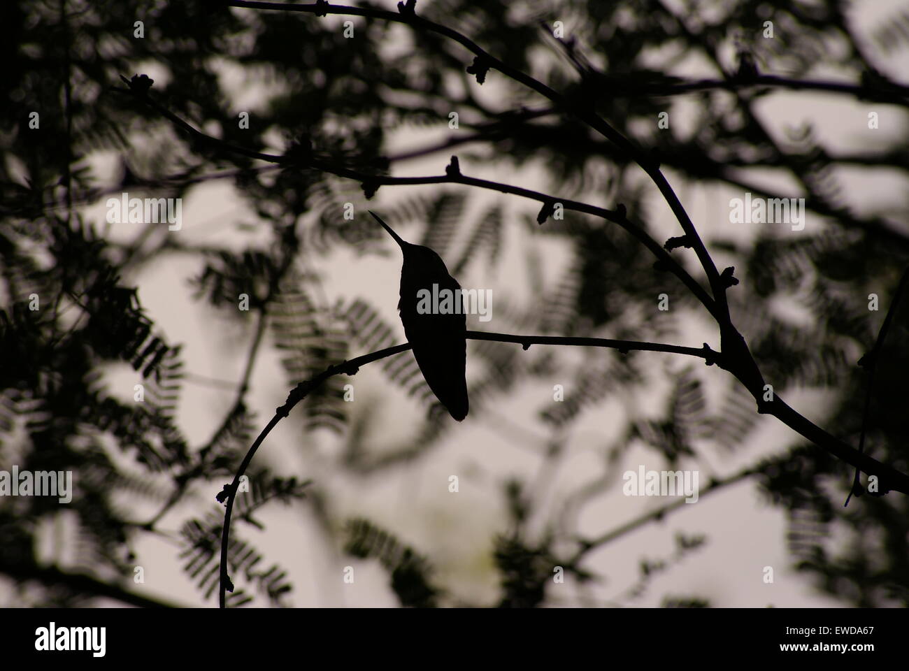 Silhouette eines Kolibris auf einem Mesquite-Baum Stockfoto