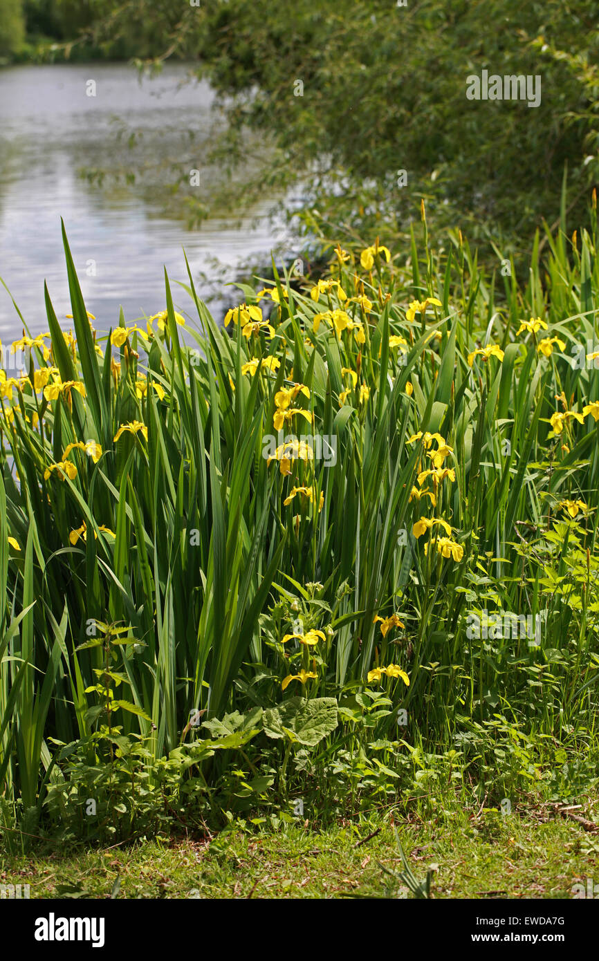 Gelbe Flagge oder Iris, Iris Pseudacorus, Iridaceae Stockfoto