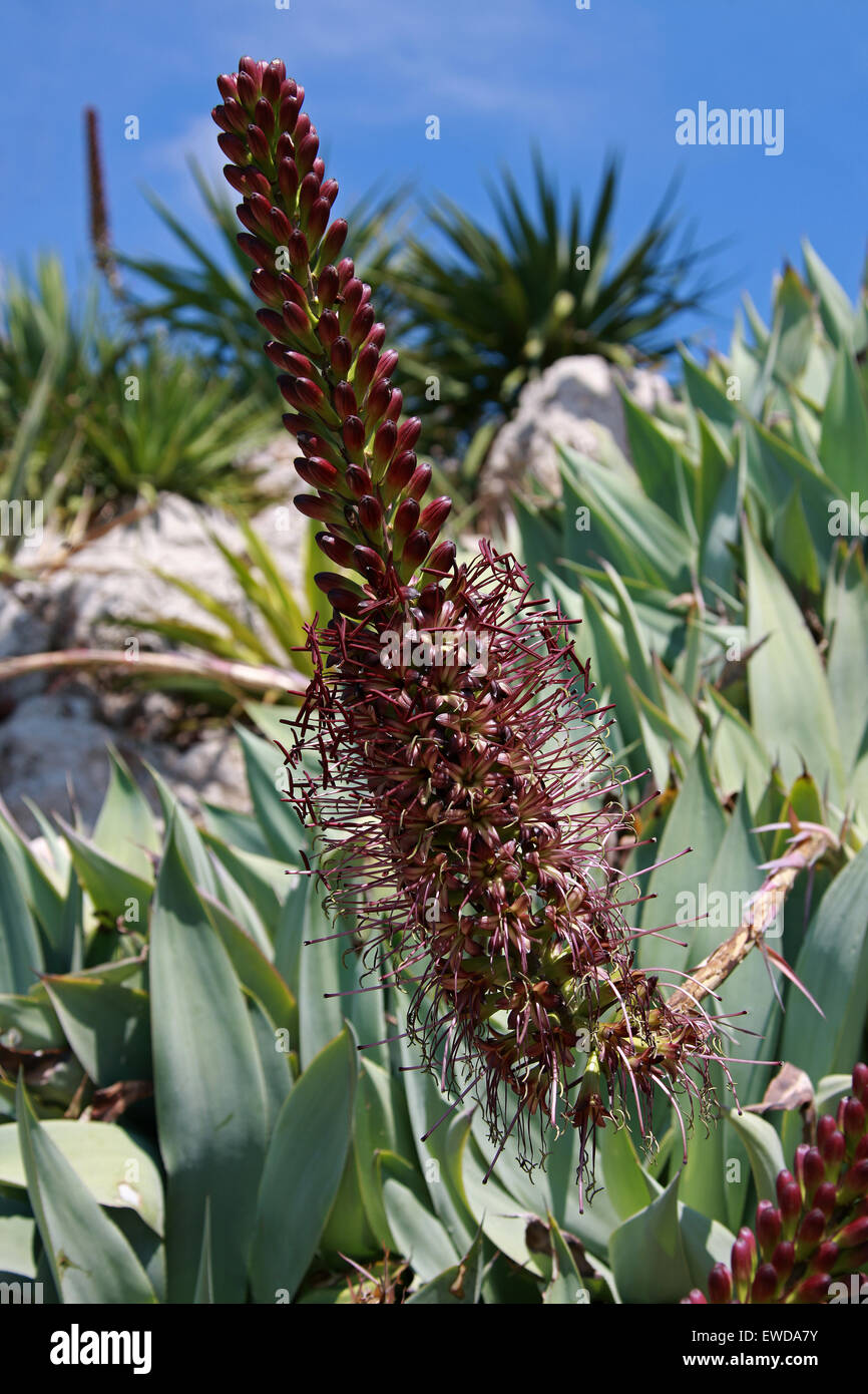 Aloe Blumen, Monaco Botanischer Garten, Cote d ' Azure, Südfrankreich. Stockfoto