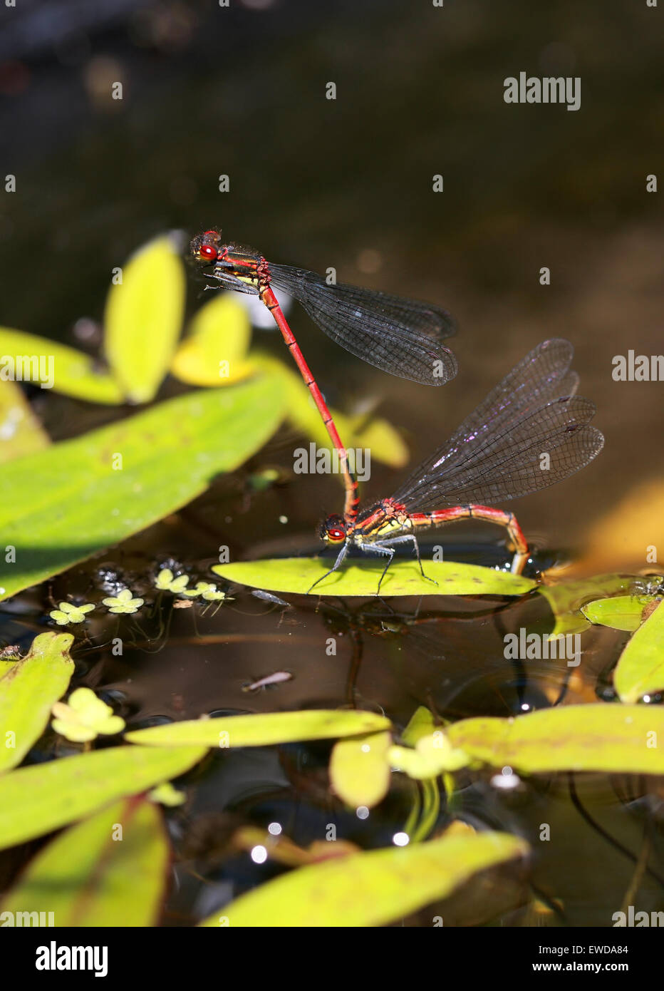 Große rote Libellen, Pyrrhosoma Nymphula, Coenagrionidae, Zygoptera, Odonata. Männliche und weibliche Paar, Eiablage. Stockfoto