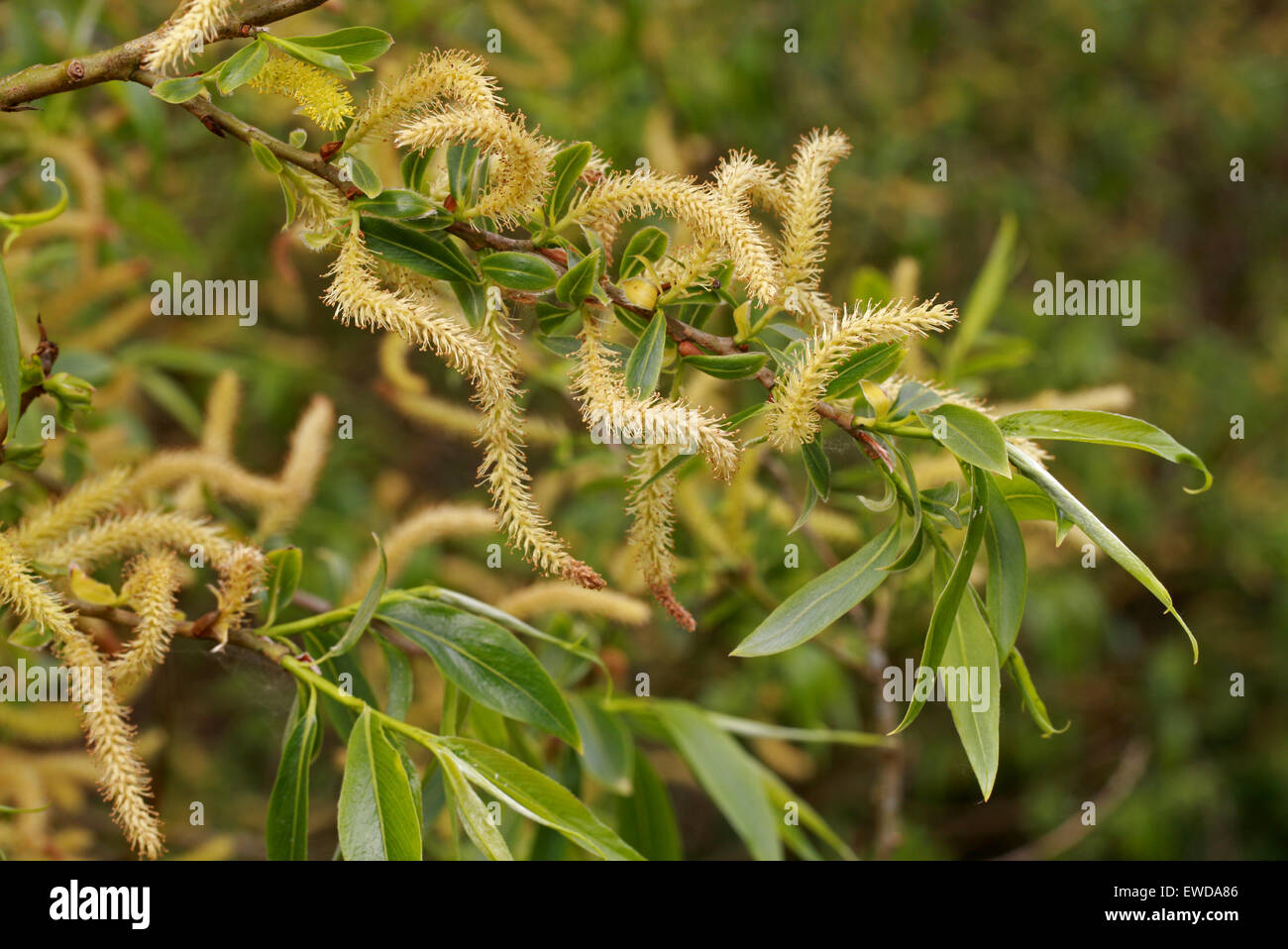 White Willow, Salix Alba, Salicaceae. Männlichen Kätzchen im Mai. Stockfoto