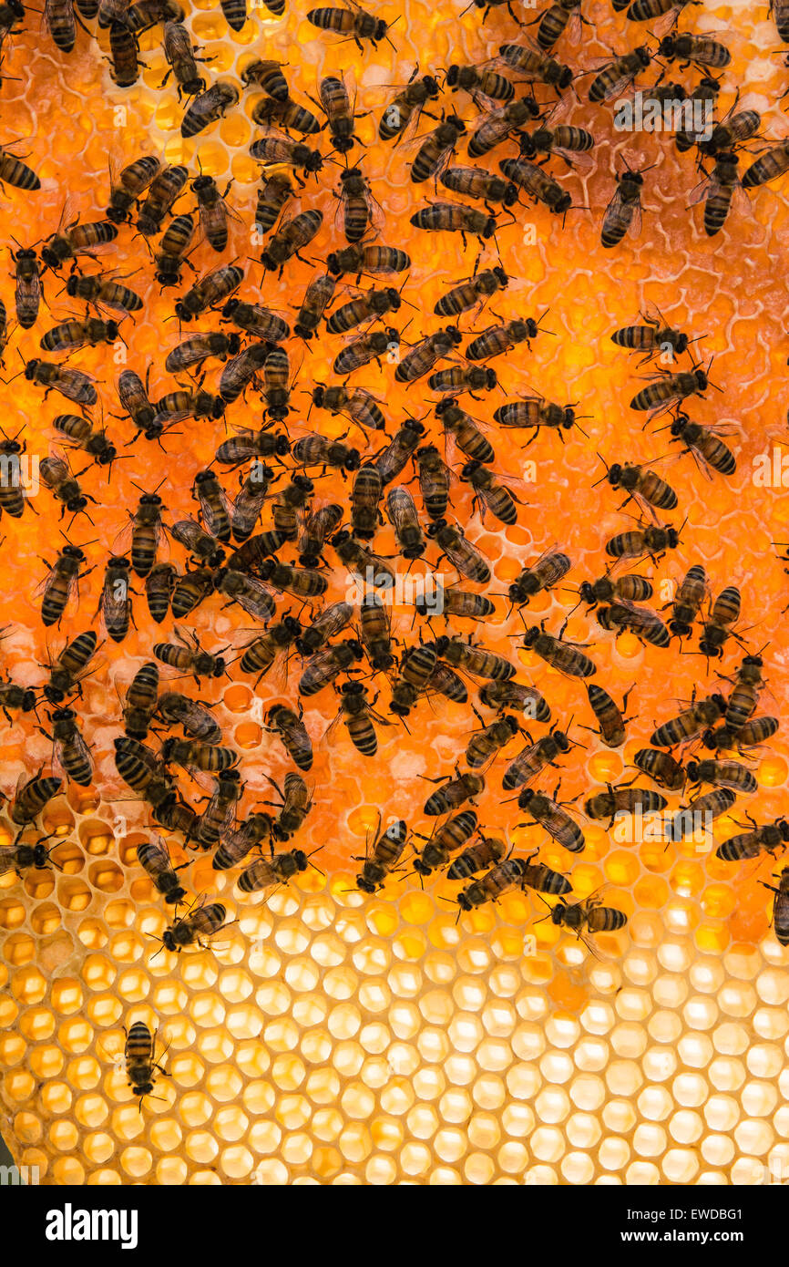Top Bar Bienenstock, Brisbane, Queensland, Australien Stockfoto