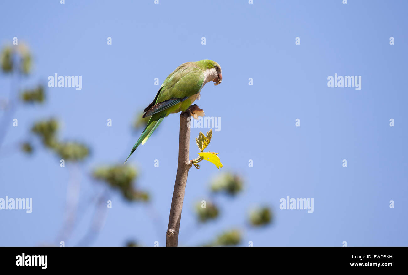 Hellgrüner papagei -Fotos und -Bildmaterial in hoher Auflösung – Alamy
