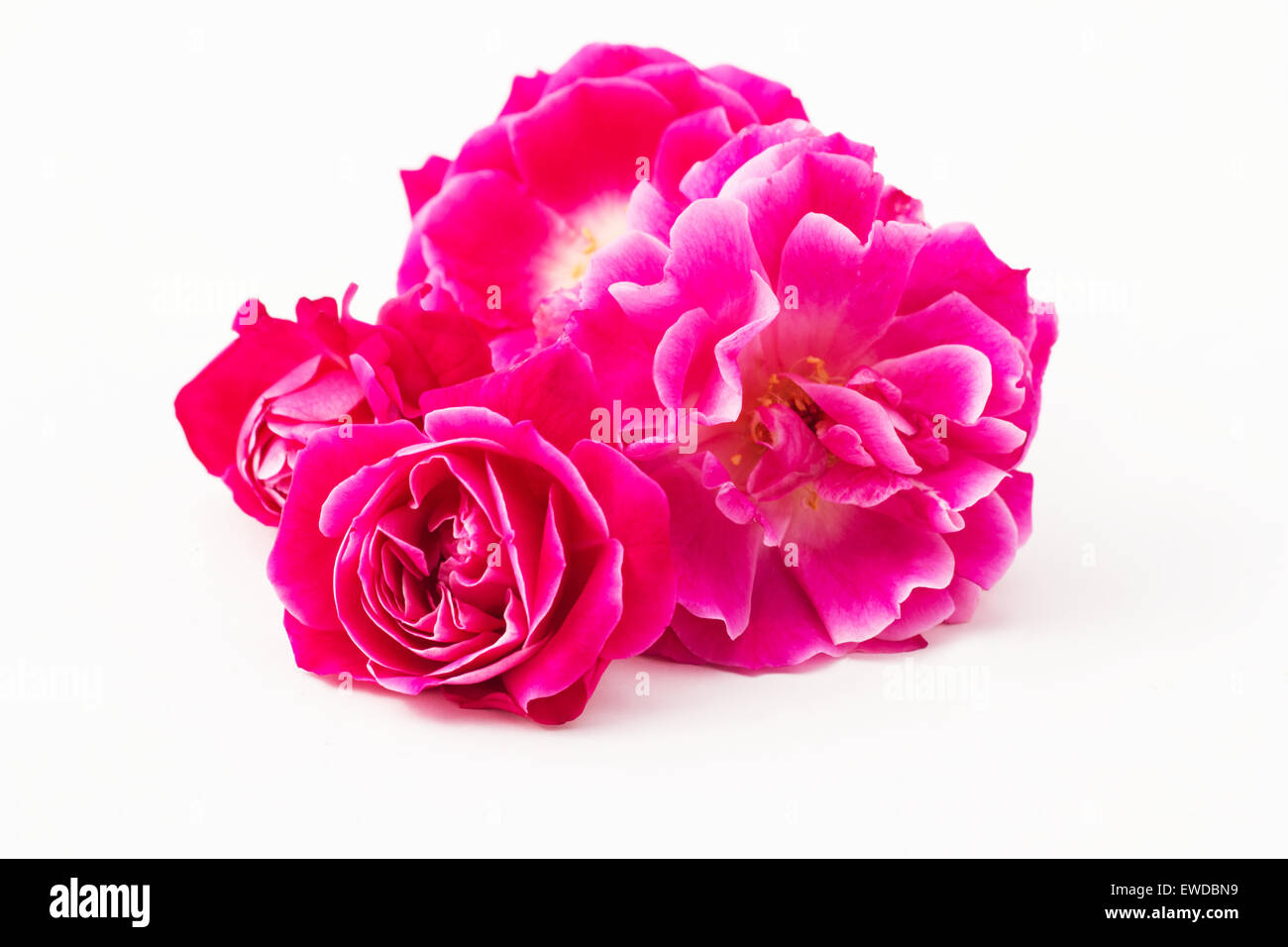 Damaszener Rose auf weißem Hintergrund Stockfoto