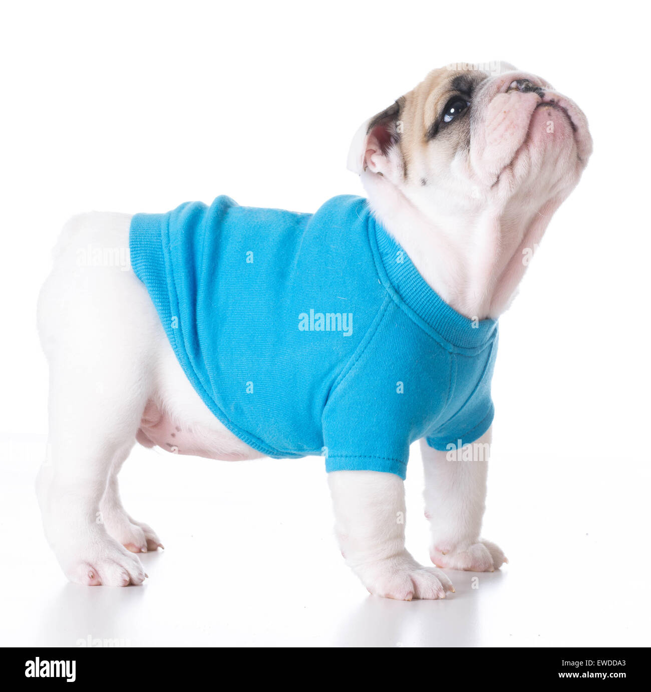 niedlichen Welpen - Bulldogge Welpen trägt einen blauen Pullover stehen auf weißem Hintergrund 7 Wochen alt Stockfoto