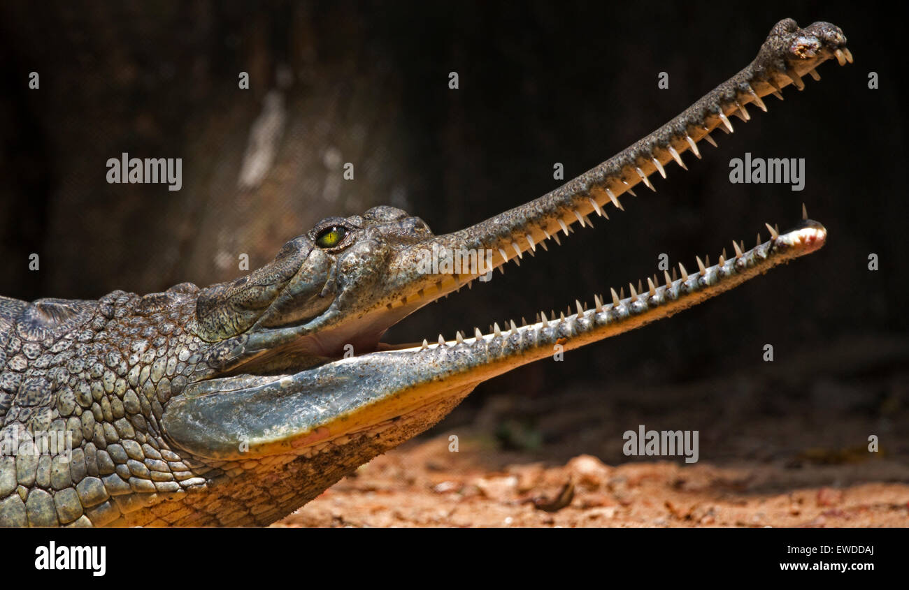 Gangesgavial (Gavialis Gangeticus), auch bekannt als der gavial