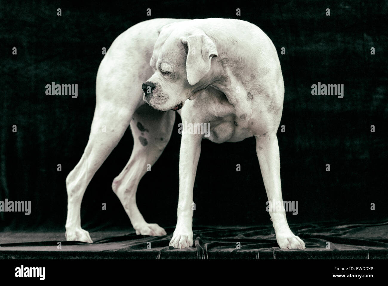 Porträt von Erwachsenen weißen Boxer Hund stehend statuarischen gewissermaßen hinter sich im Rückblick Stockfoto