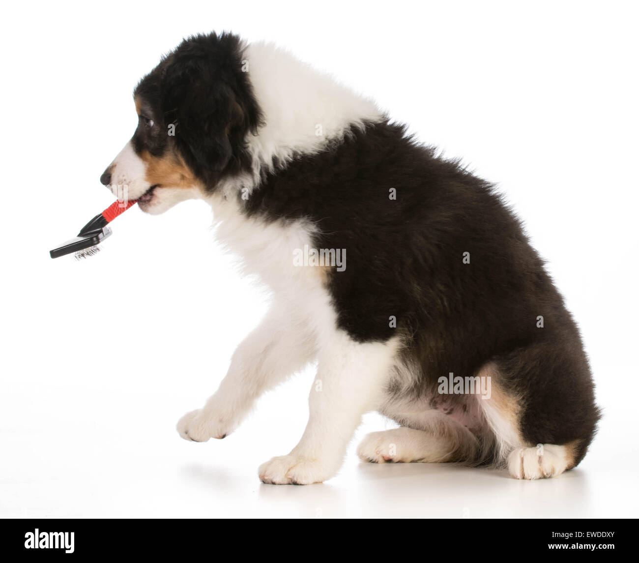 Hund Pflege - Australian shepherd zu Fuß entfernt, mit Pinsel im Mund Stockfoto