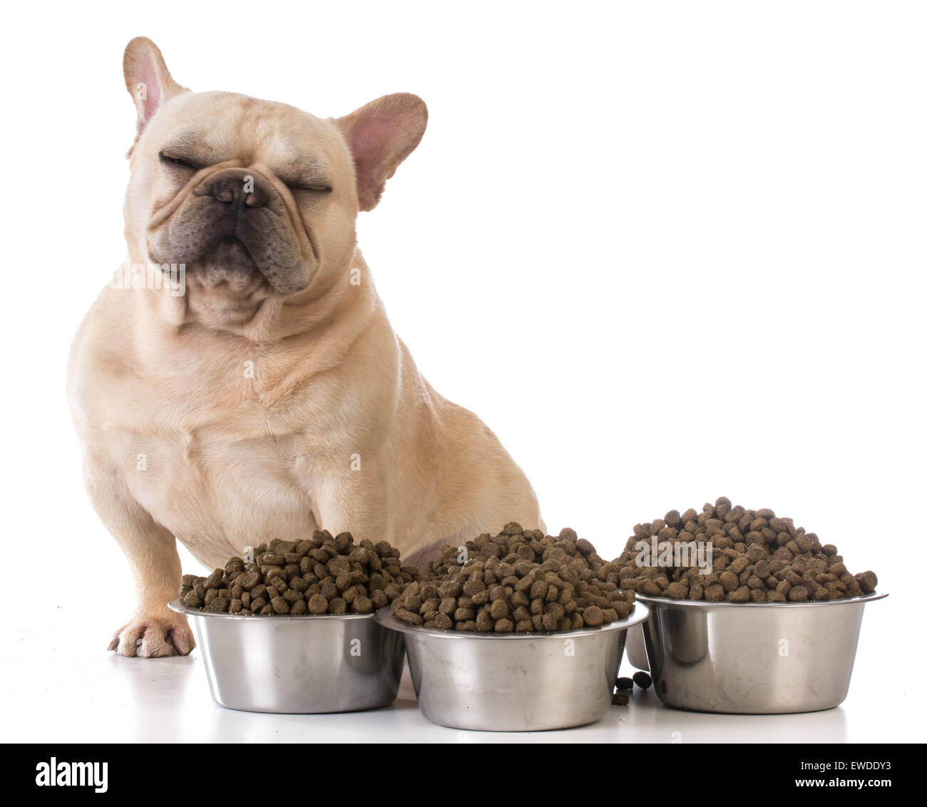 wählerischer Esser - französische Bulldogge sich weigert zu Essen auf weißem Hintergrund Stockfoto