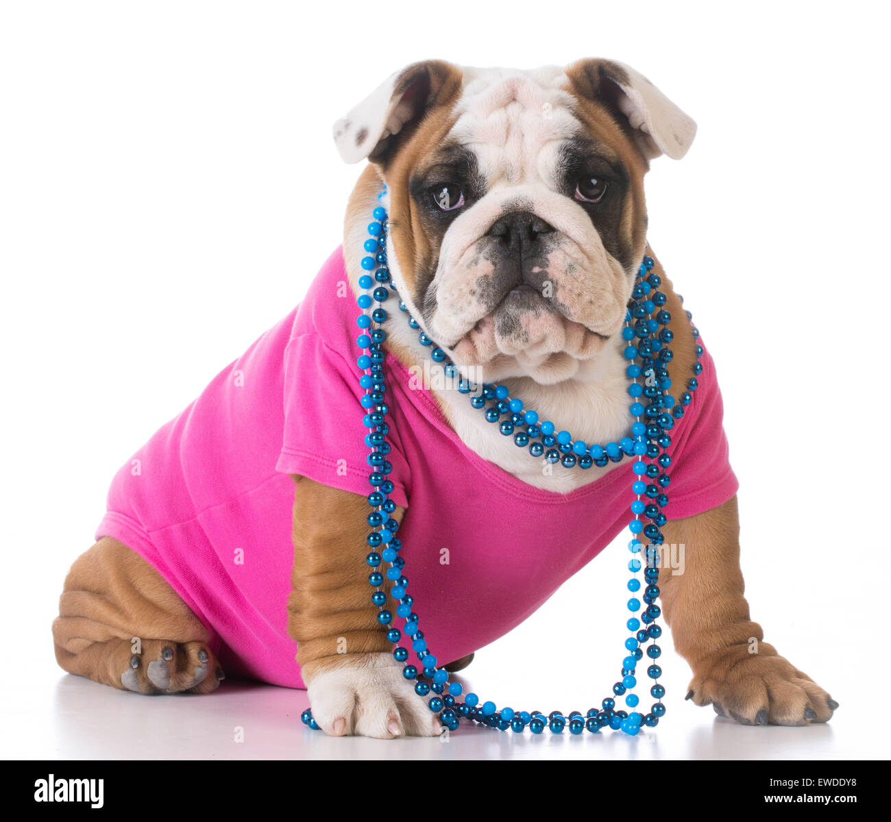 weibliche Welpen - Bulldog in rosa Hemd und blaue Halskette auf weißem Hintergrund Stockfoto