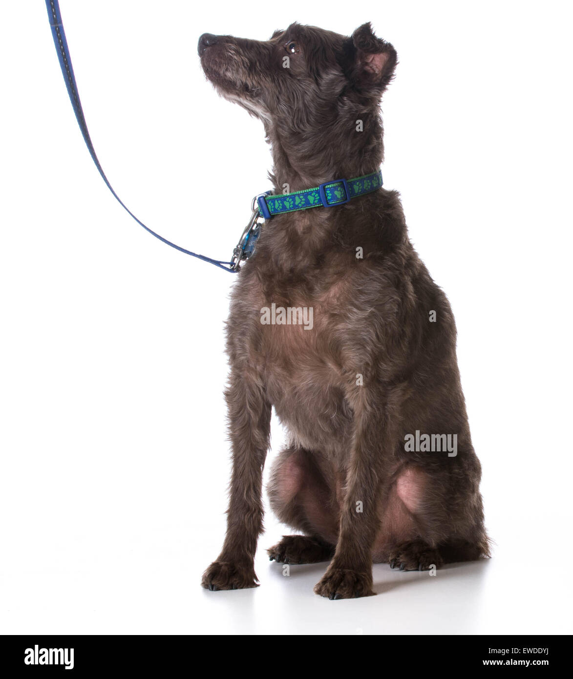 Hund an der Leine - Mischling Hund trägt, Leine und Halsband Stockfoto