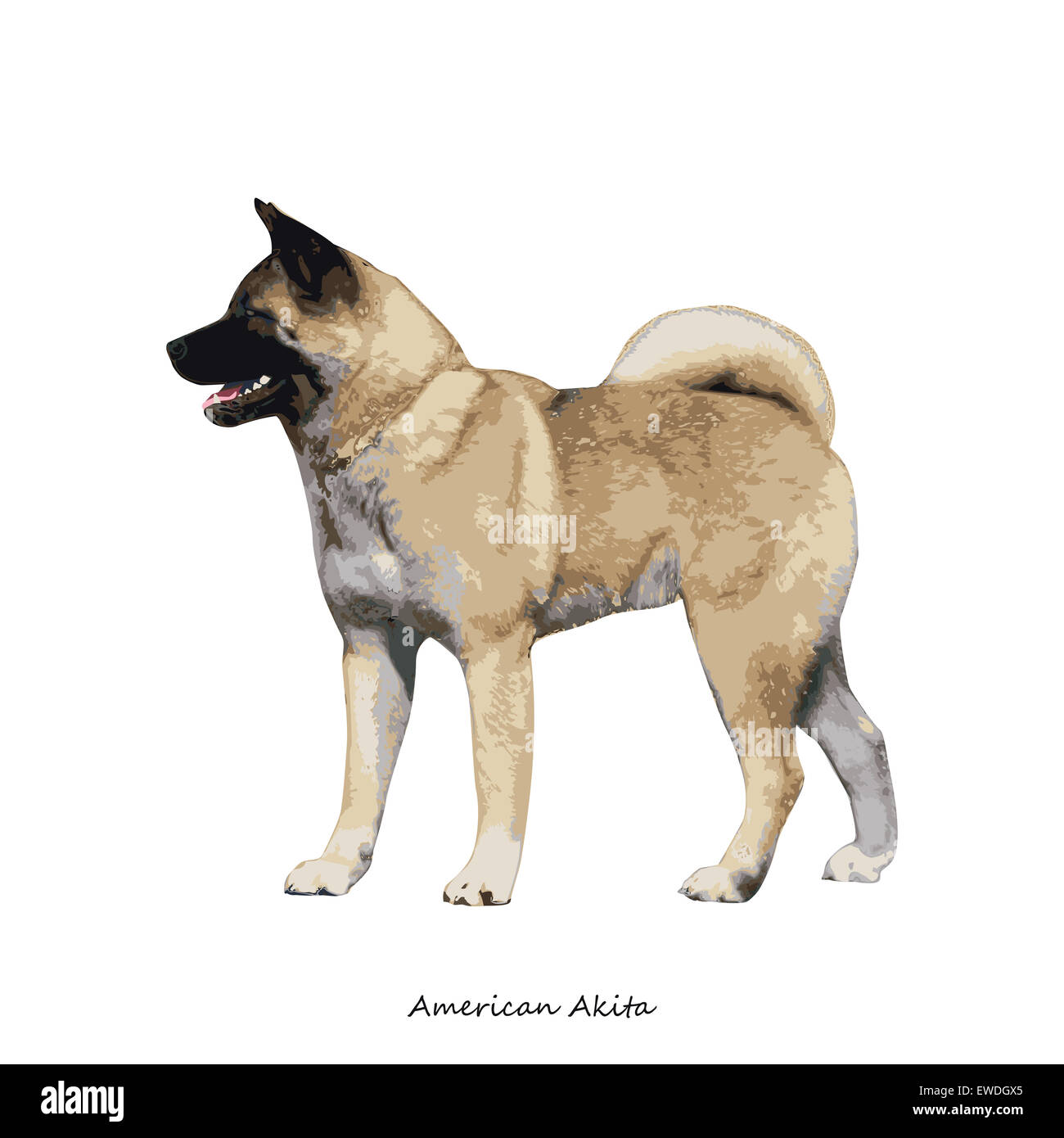 Akita Inu Hunderasse Abbildung Stockfoto