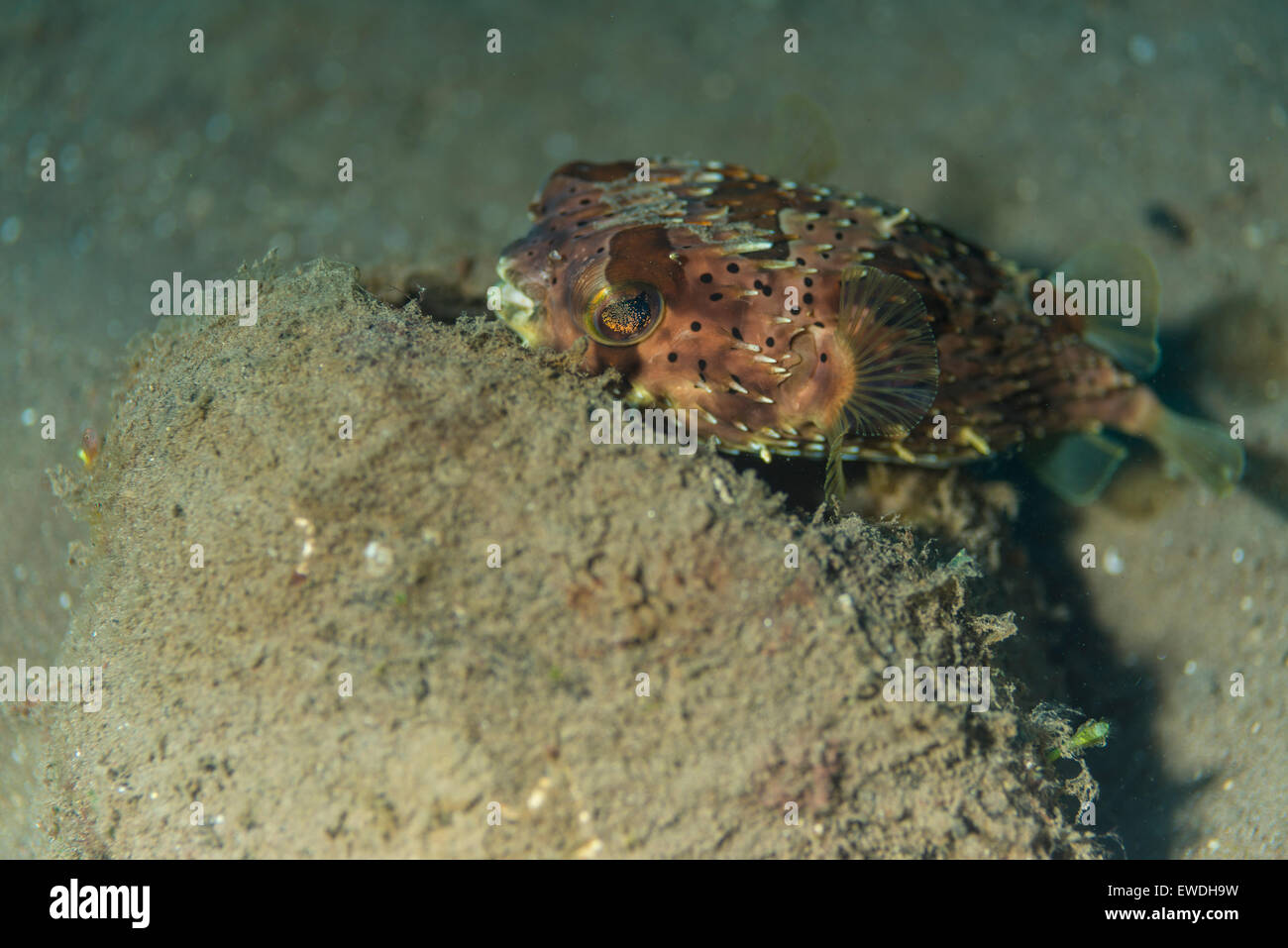 Stachelschwein Kugelfisch versucht, ein gutes Versteck vor Ort finden Stockfoto