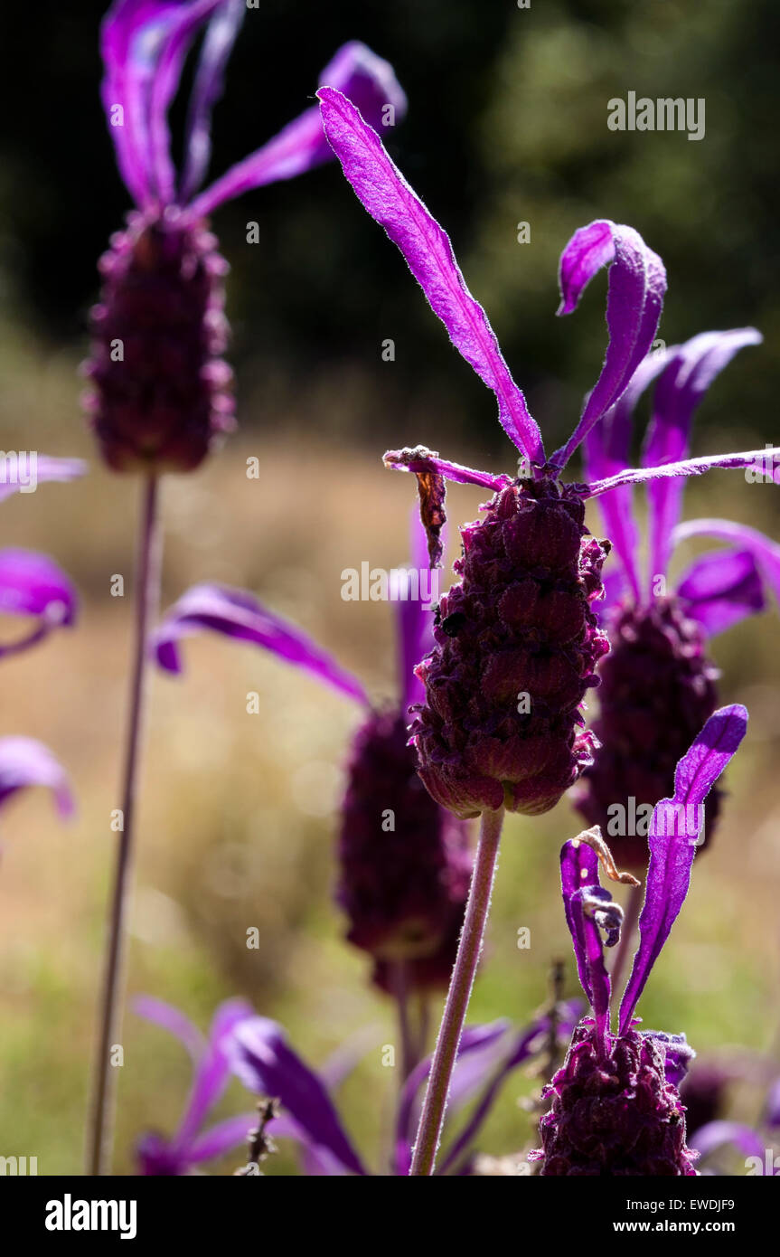 Blumen des spanischen Lavendel, Lavandula Stoechas. Foto in Colmenar Viejo, Madrid, Spanien Stockfoto