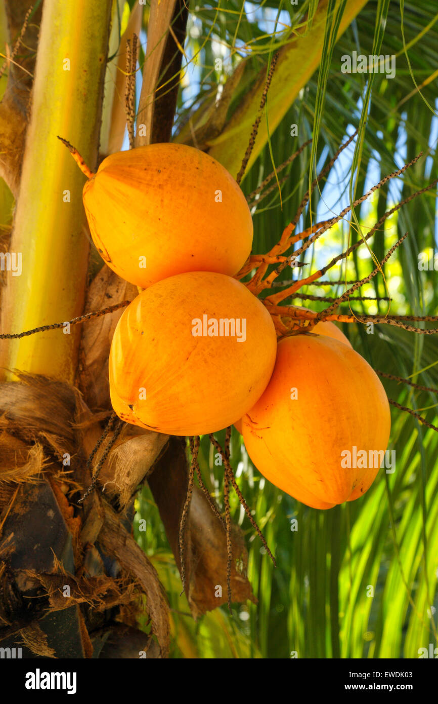 Rohe Kokosnüsse auf Palme Stockfoto