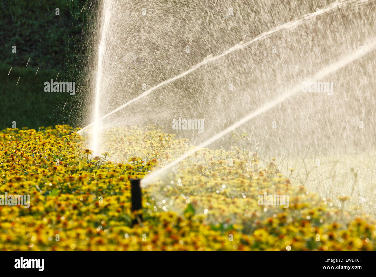 Sprinkleranlage im Garten Stockfoto