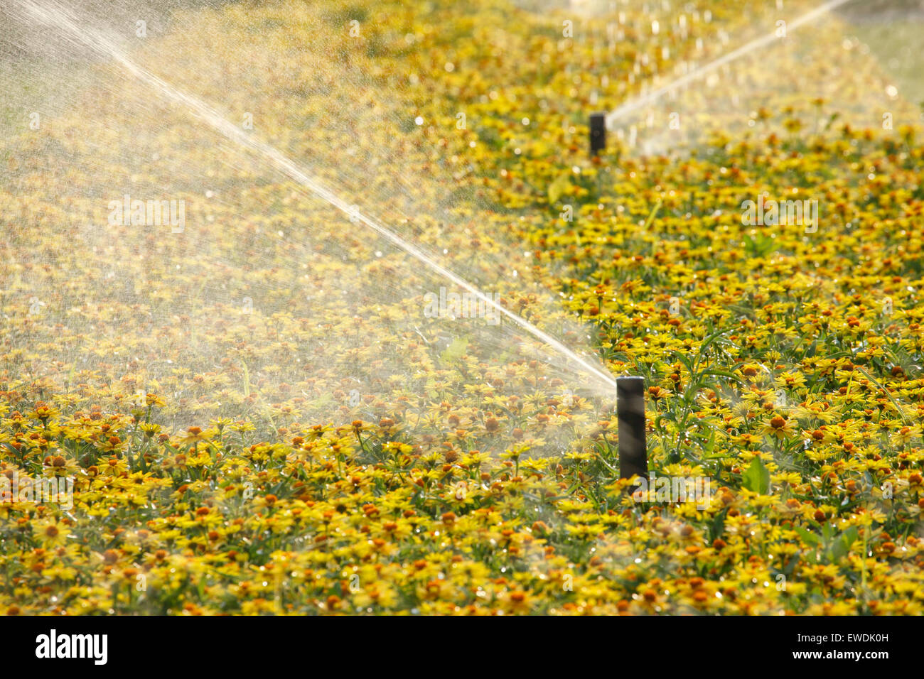 Rasensprenger in Blumen Stockfoto