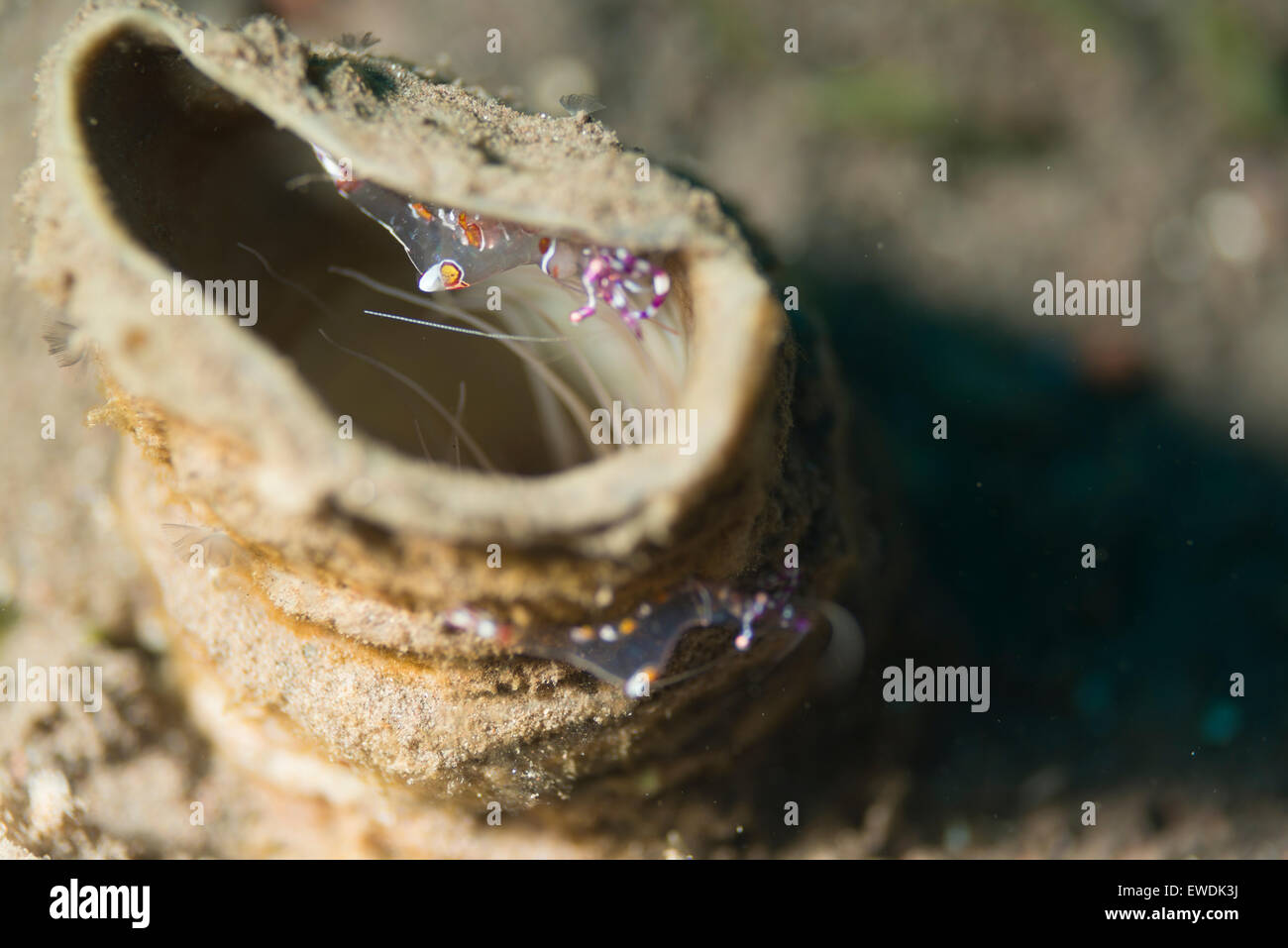 Salz und Pfeffer Garnelen auf einem Schwamm Korallen Stockfoto