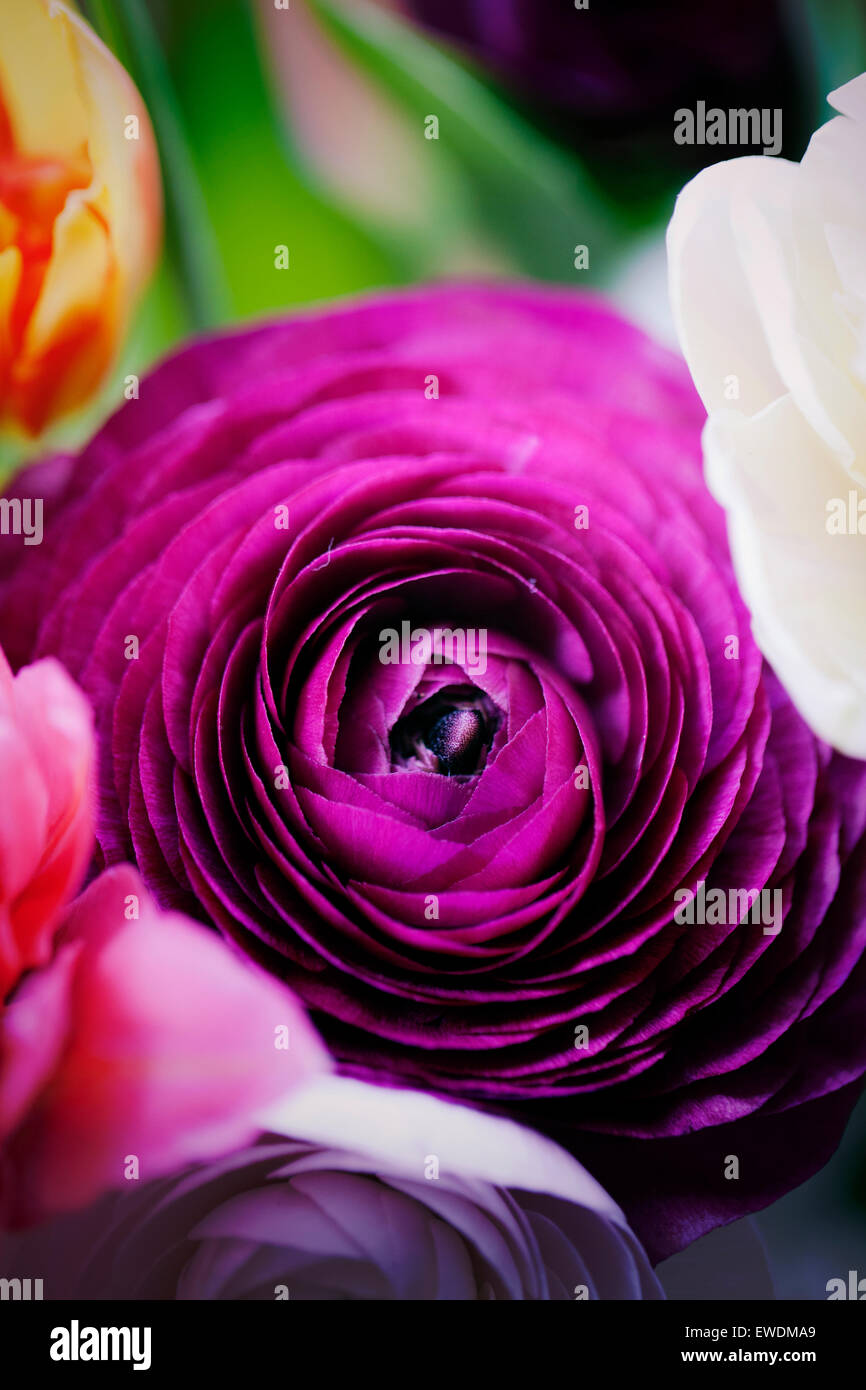 Ranunculus Blütenköpfe Stockfoto