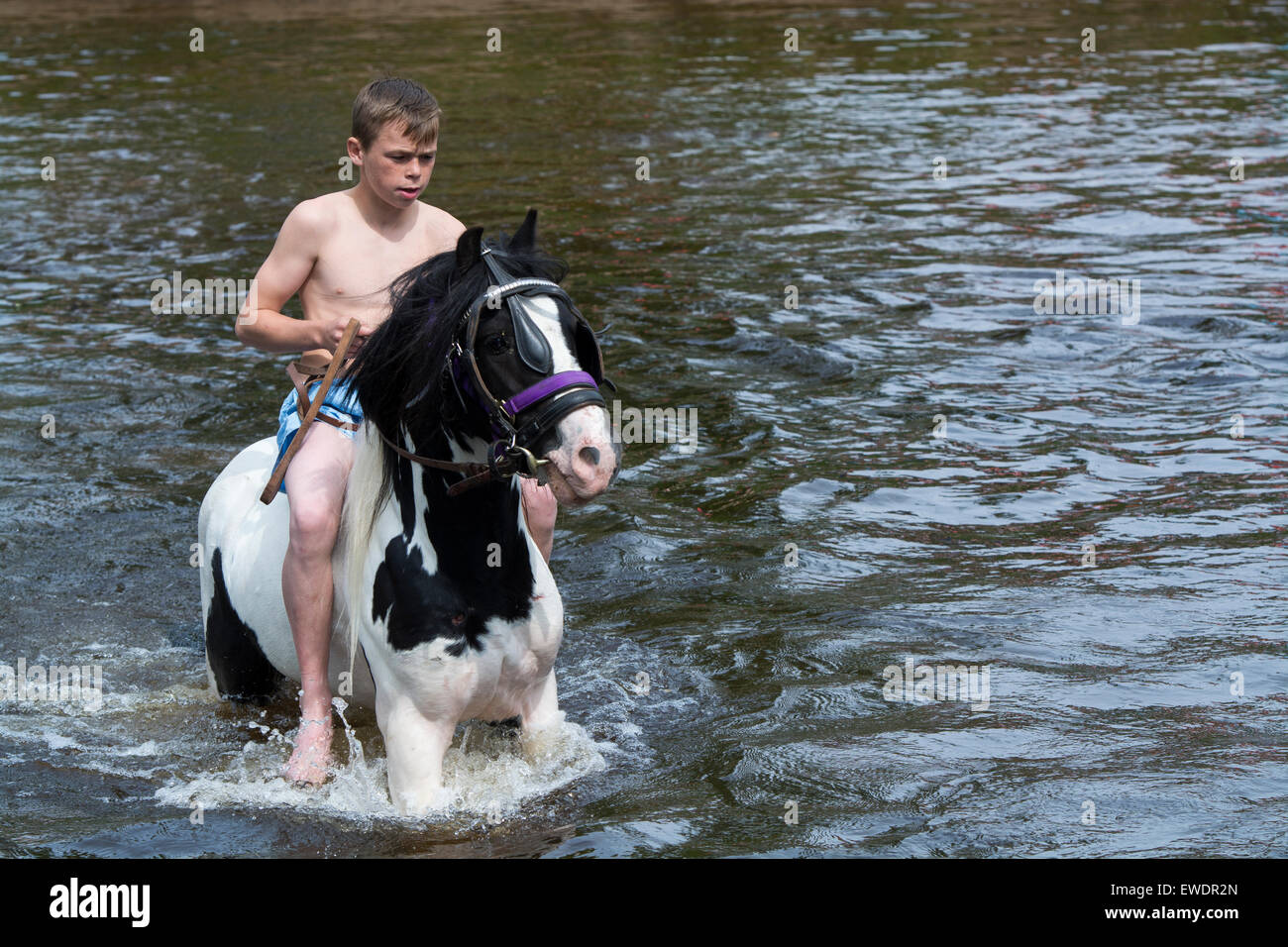 Pferde werden gewaschen / im Fluss Eden in Appleby Appleby Horse Fair 2015 geritten. Stockfoto