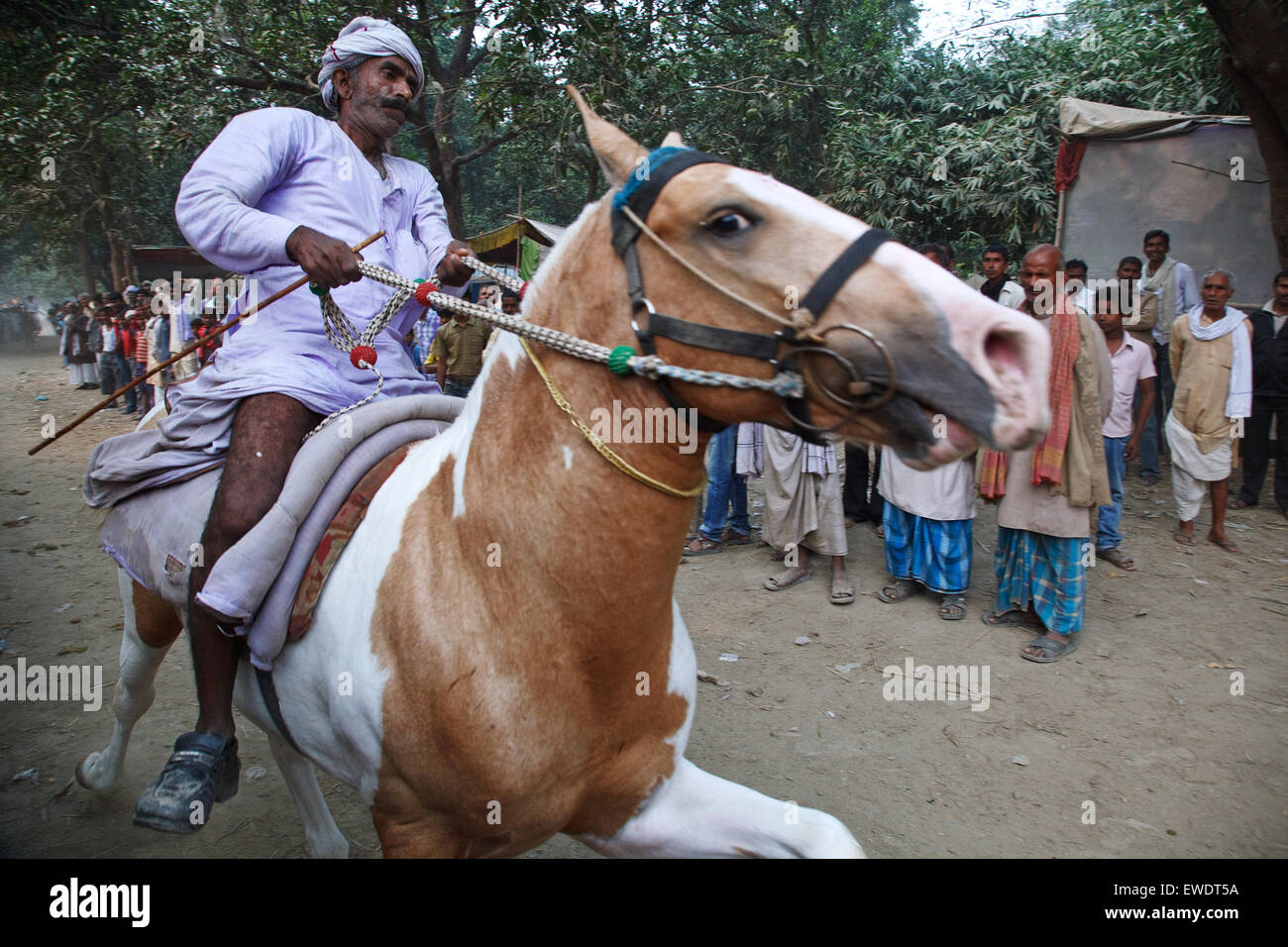 Racing Pferde an Sonepur Mela, Bihar, Indien. Stockfoto