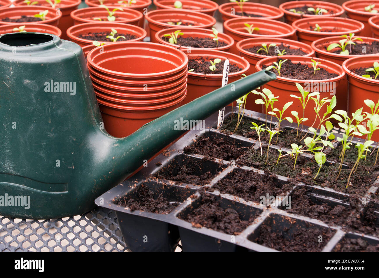 Potting auf Sämlinge Stockfoto