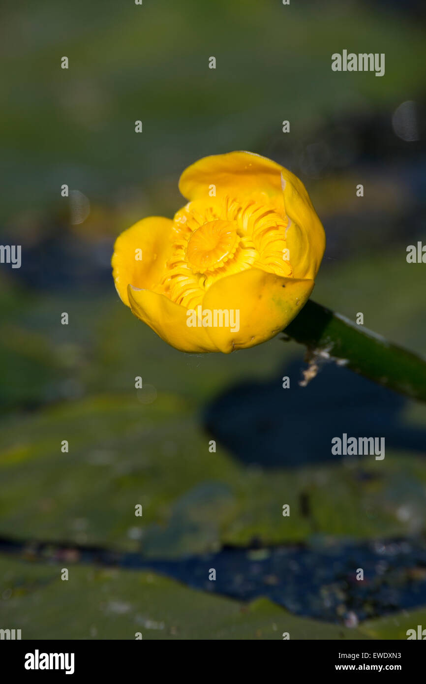 Brandy Bottle, gelbe Lilie Teich, gelbe Seerose, Gelbe Teichrose, Mummel, Teichrosen Lutea, Nénuphar Commun, Schwimmblattpflanze Stockfoto