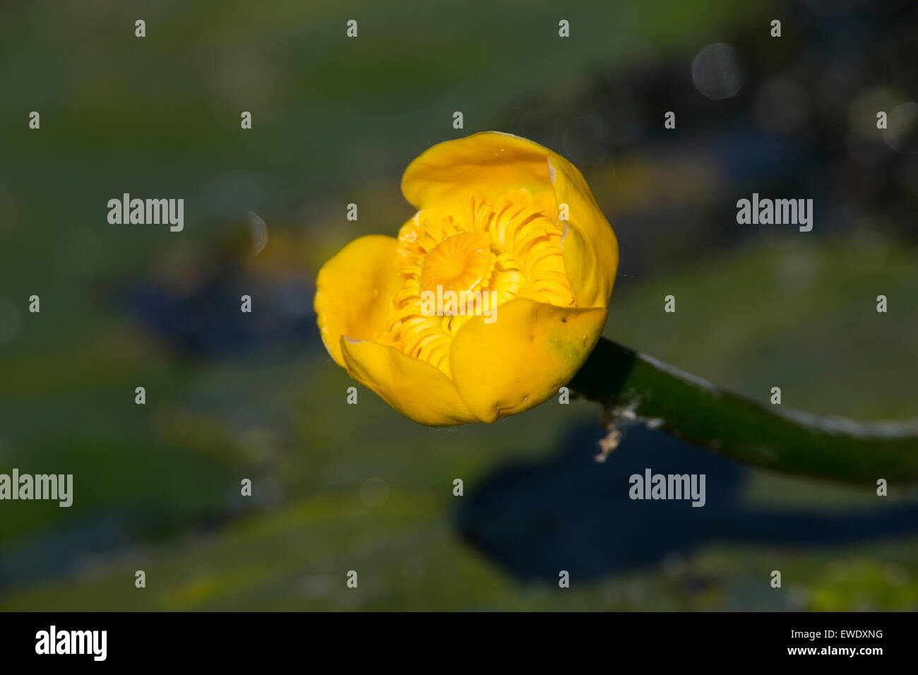 Brandy Bottle, gelbe Lilie Teich, gelbe Seerose, Gelbe Teichrose, Mummel, Teichrosen Lutea, Nénuphar Commun, Schwimmblattpflanze Stockfoto