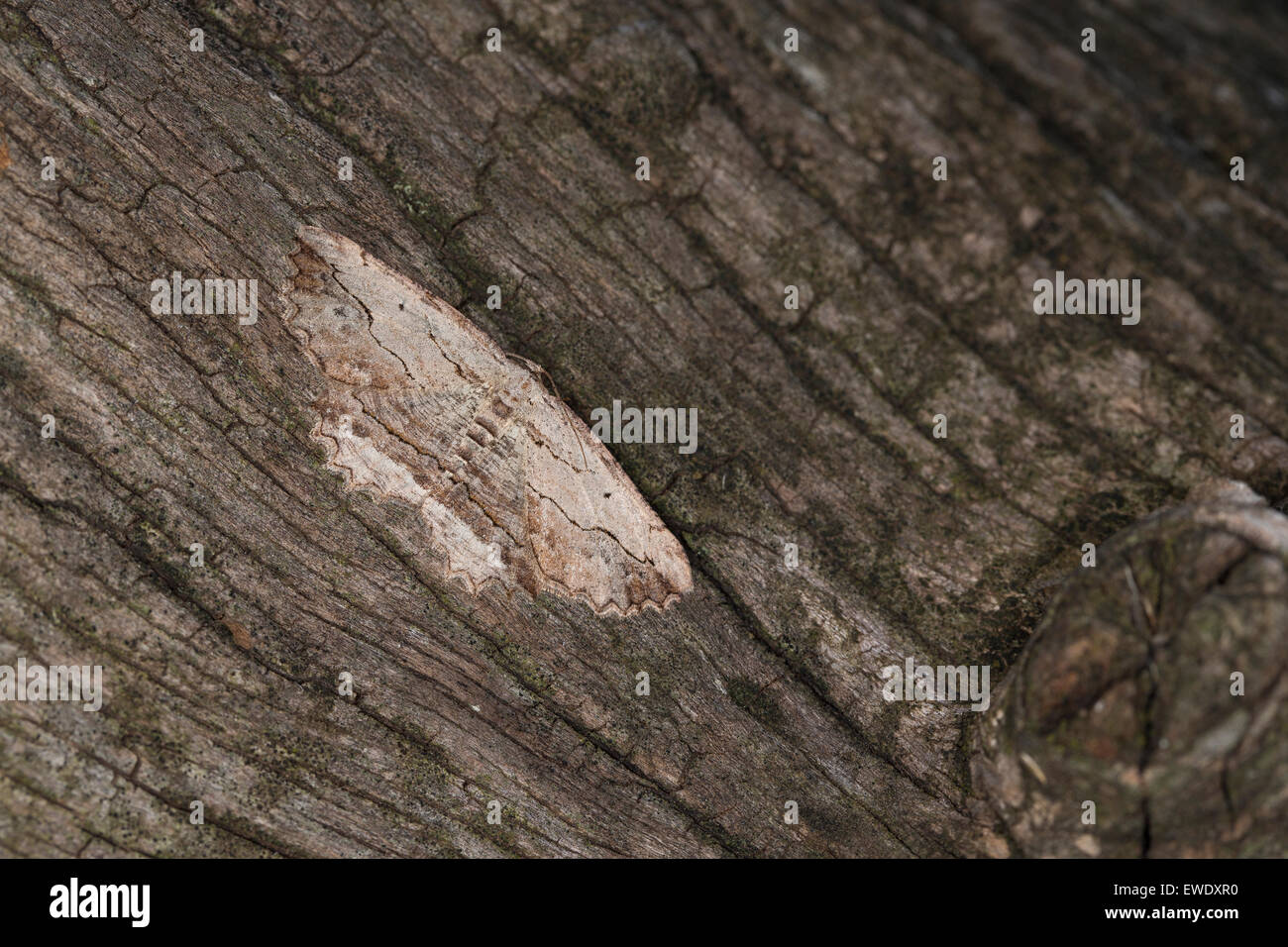 Winkte Umber, Weiblich, Lederbrauner Rindenspanner, Weibchen, Menophra Abruptaria, Phalaena Abruptaria, Geometer Abruptaria Stockfoto