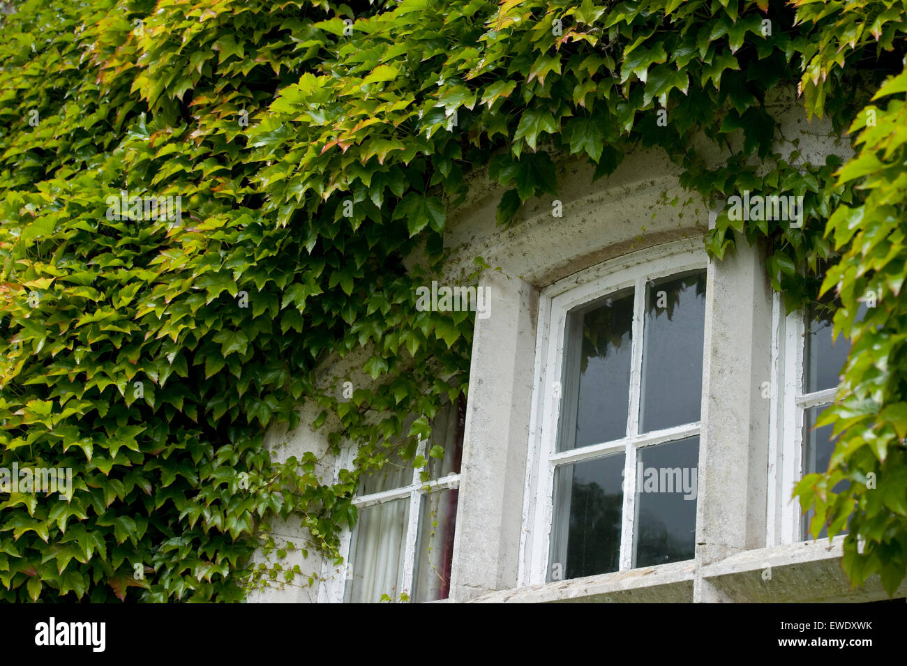 wildem Wein um ein altes Haus Fenster Stockfoto